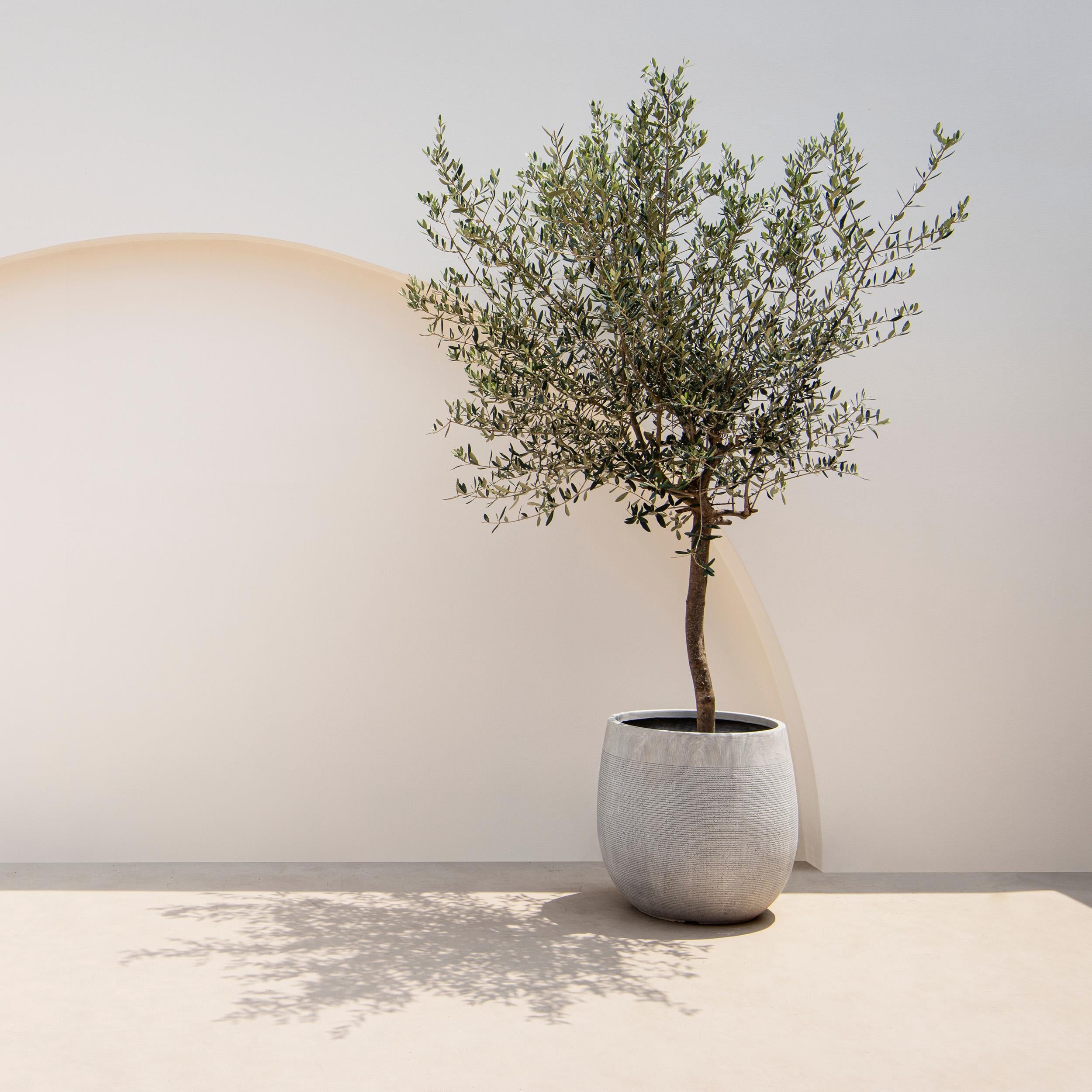 Olea europea - Olivenbaum, Ölbaum