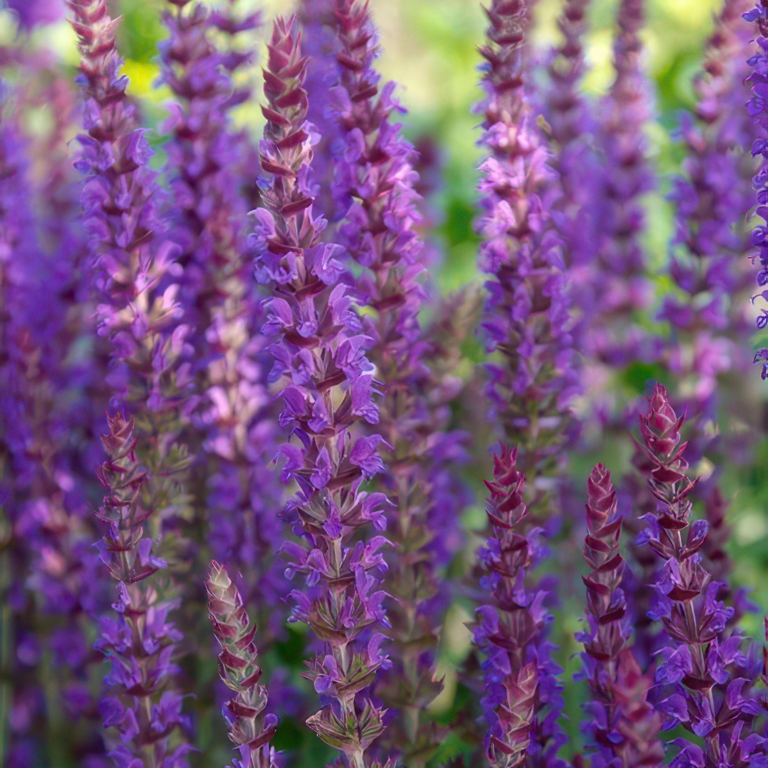 Salvia nemorosa - Verschiedene Sorten winterharter Hain-Salbei