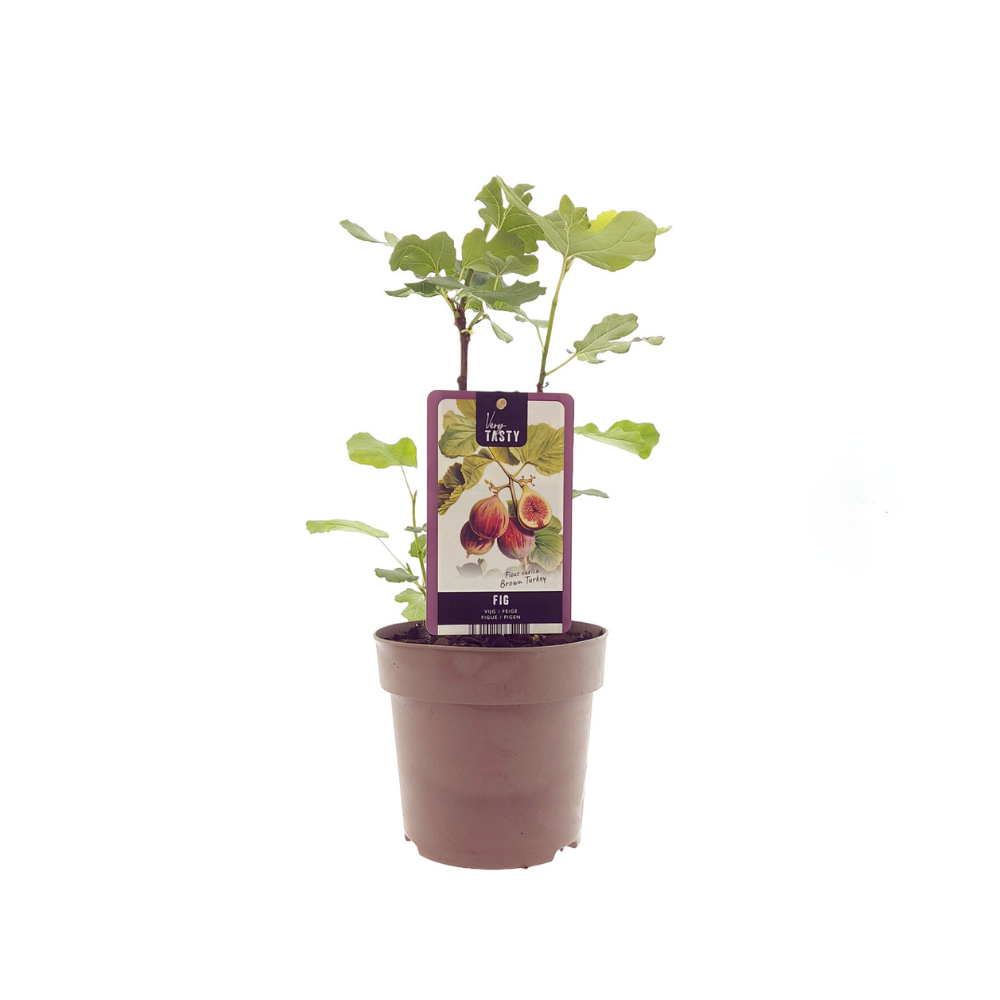 Ficus carica - Winterharte Echte Feige