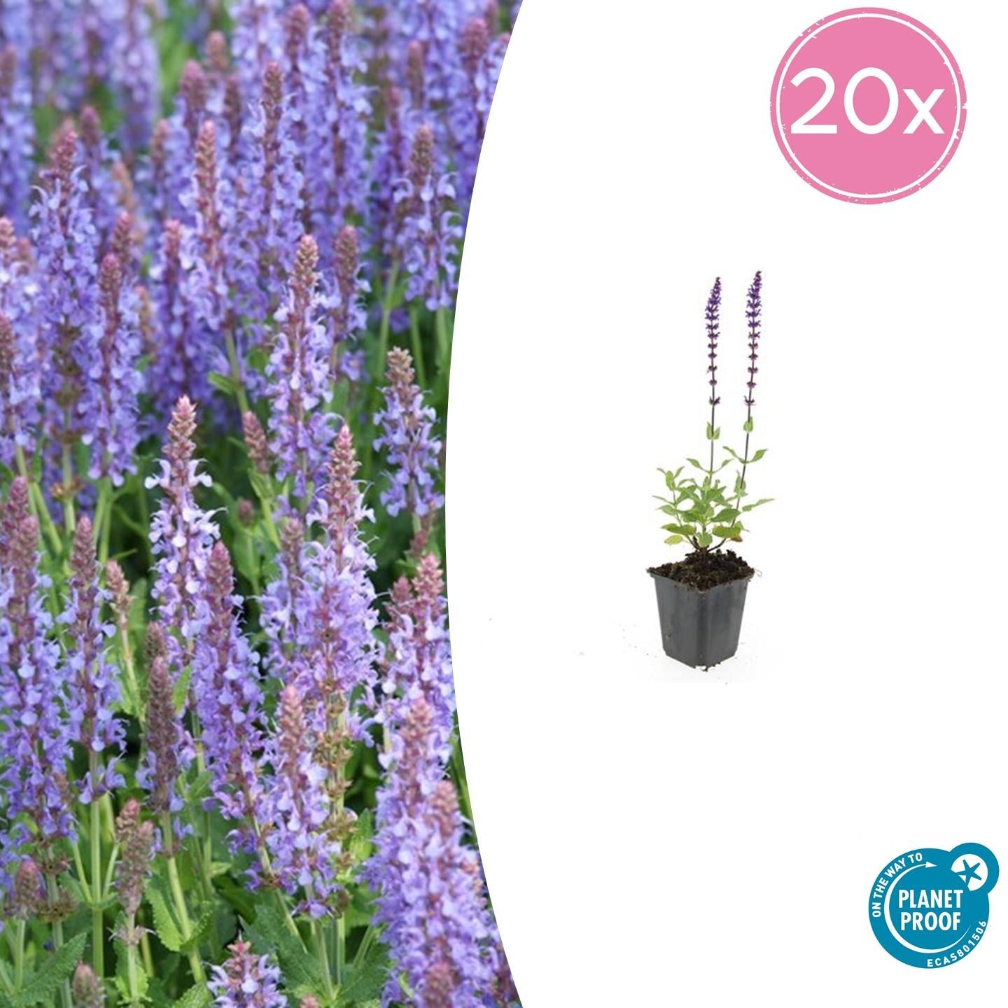 Salvia nemorosa - Verschiedene Sorten winterharter Hain-Salbei