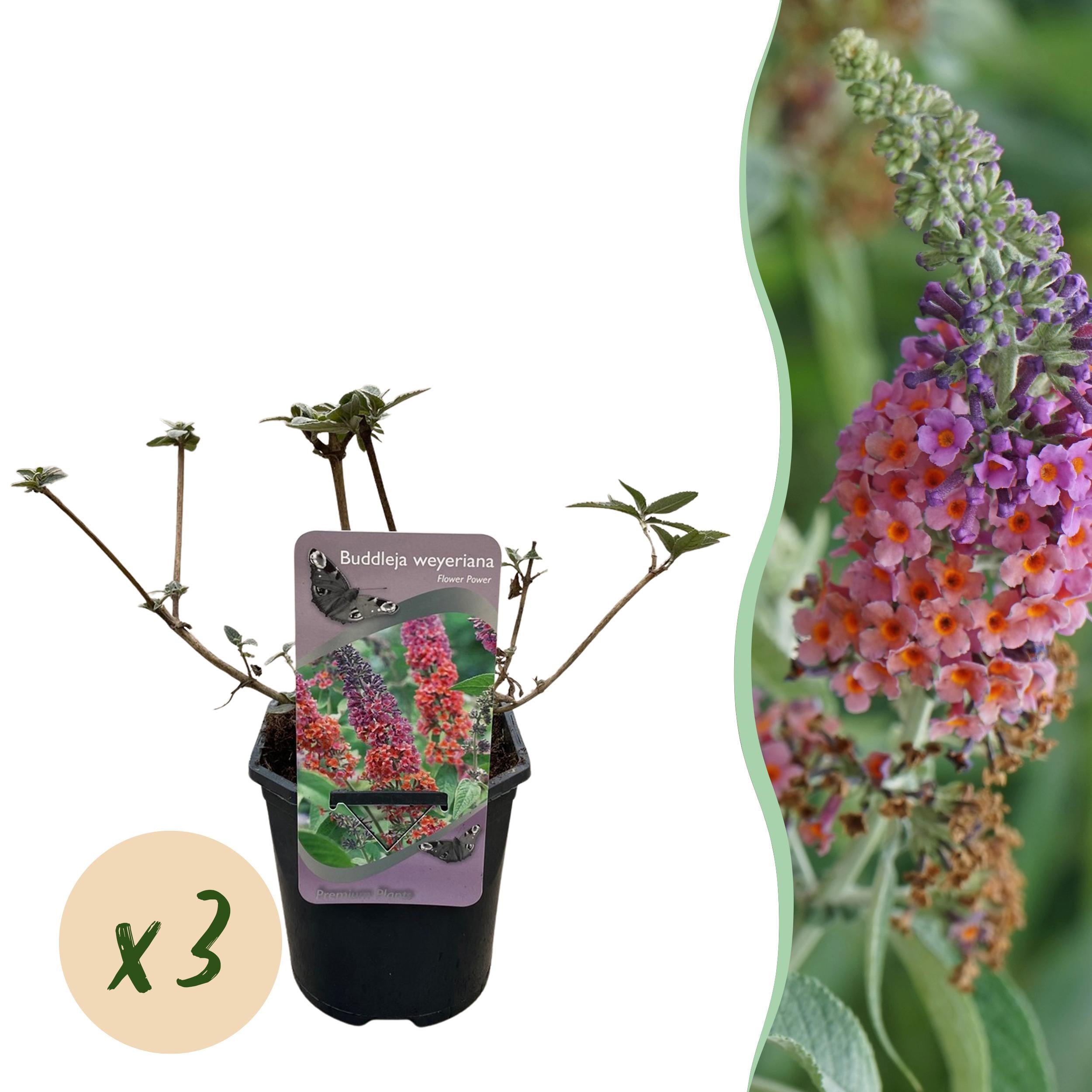 Buddleja davidii - Zwerg-Schmetterlingsflieder, Sommerflieder