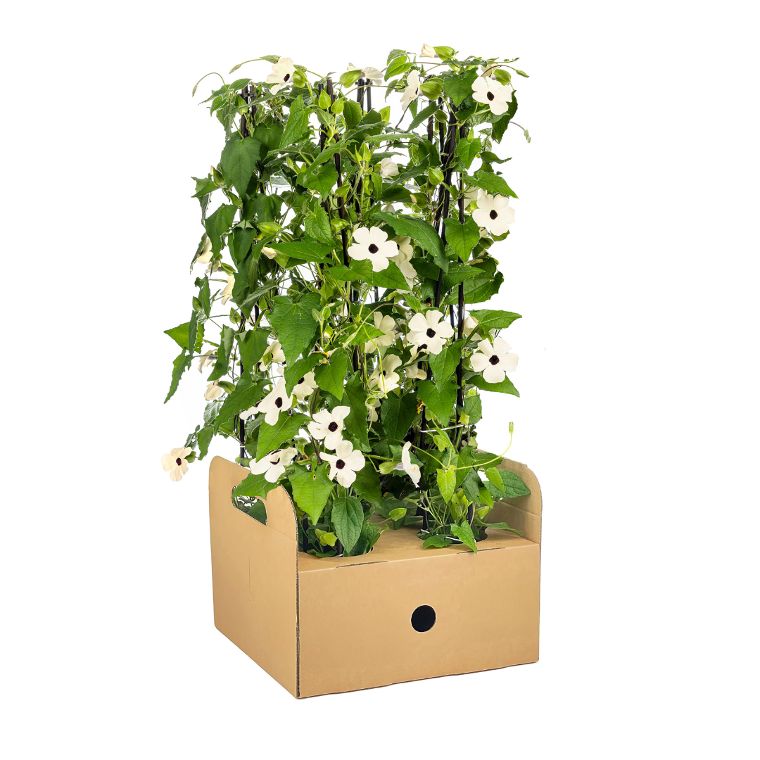 Bild für Variante ↨50 – 70cm・⌀13cm・Farbe &