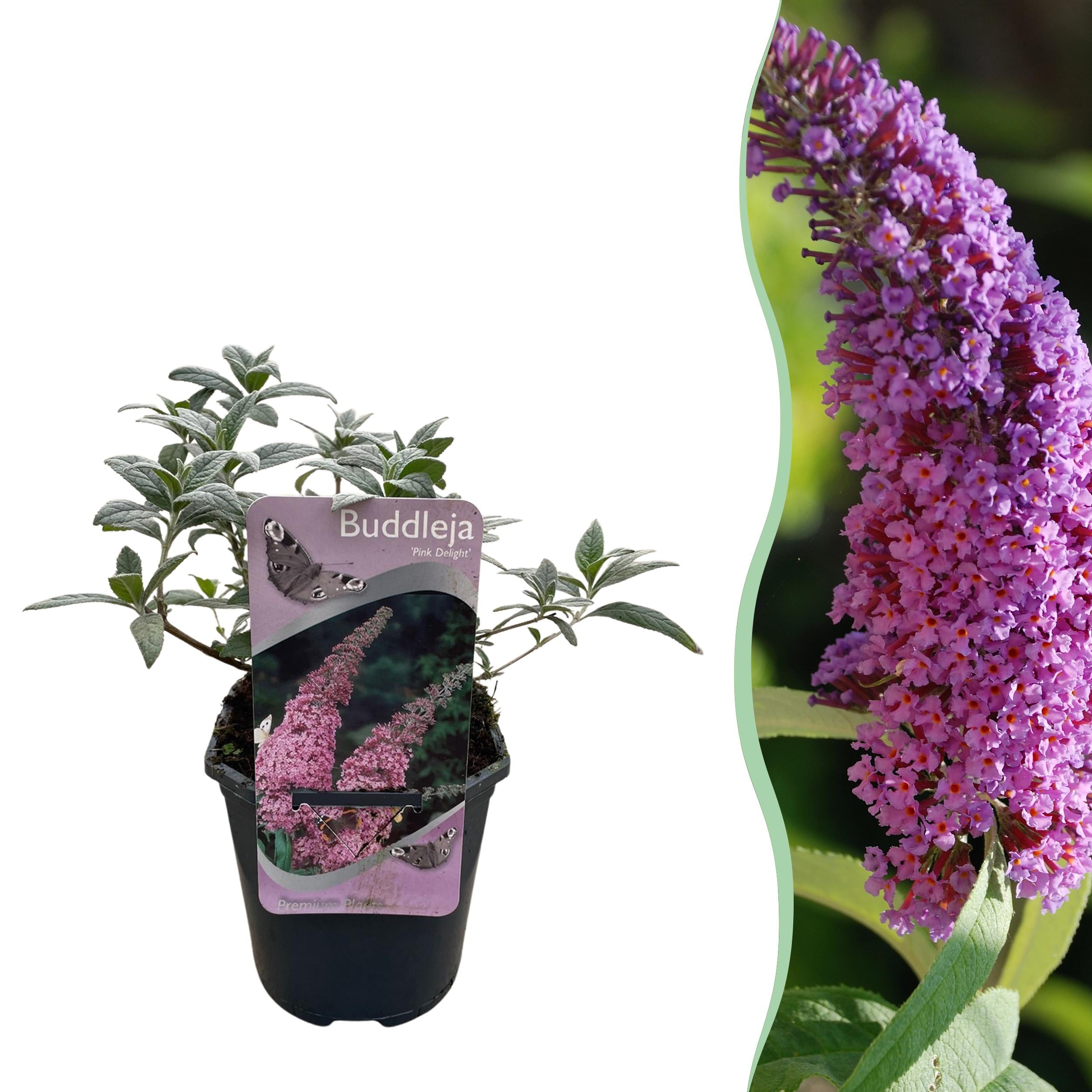 Buddleja davidii - Zwerg-Schmetterlingsflieder, Sommerflieder