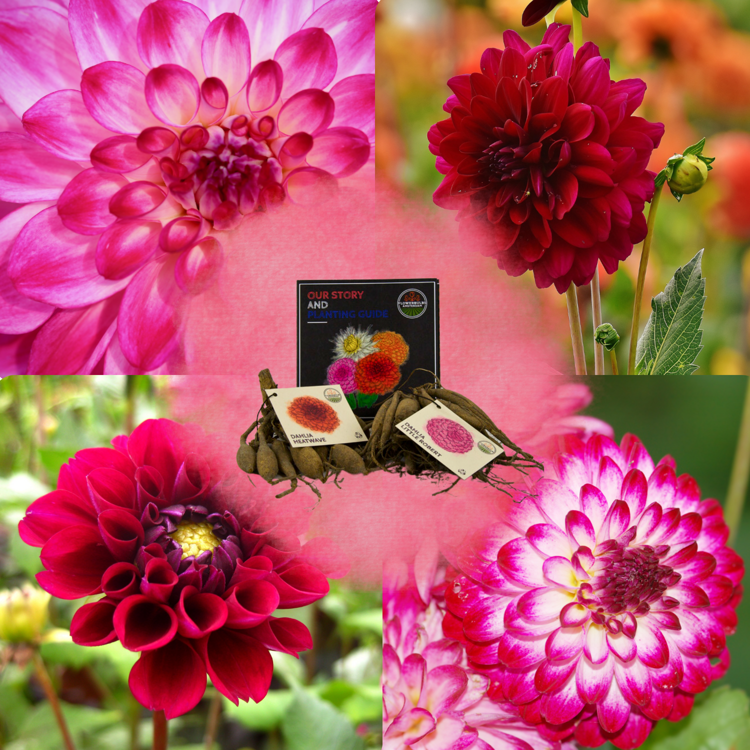Dahlia - Verschiedene Sorten Dahlienknollen