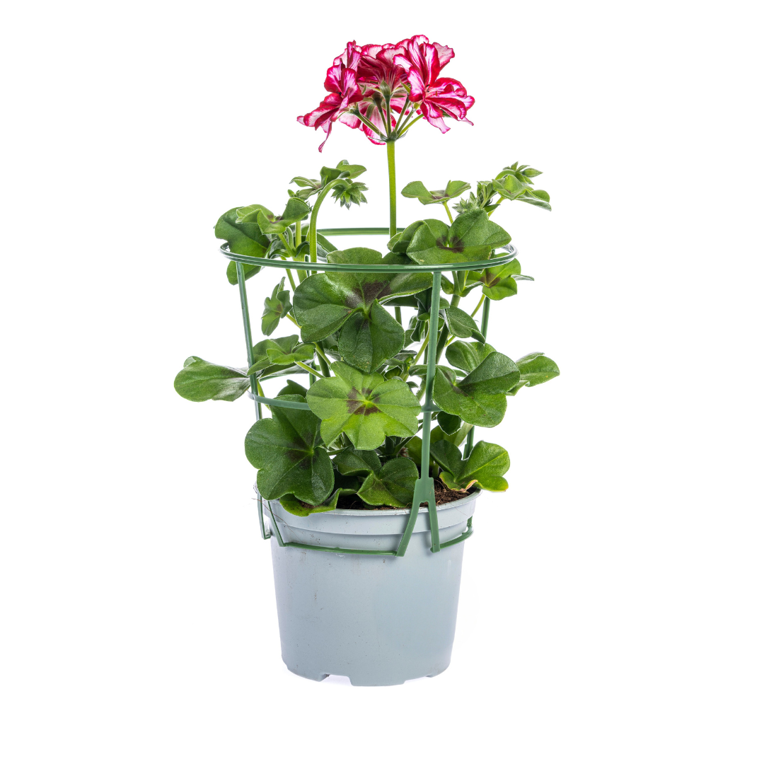Pelargonium peltatum - Hänge-Geranien, Efeu-Pelargonien
