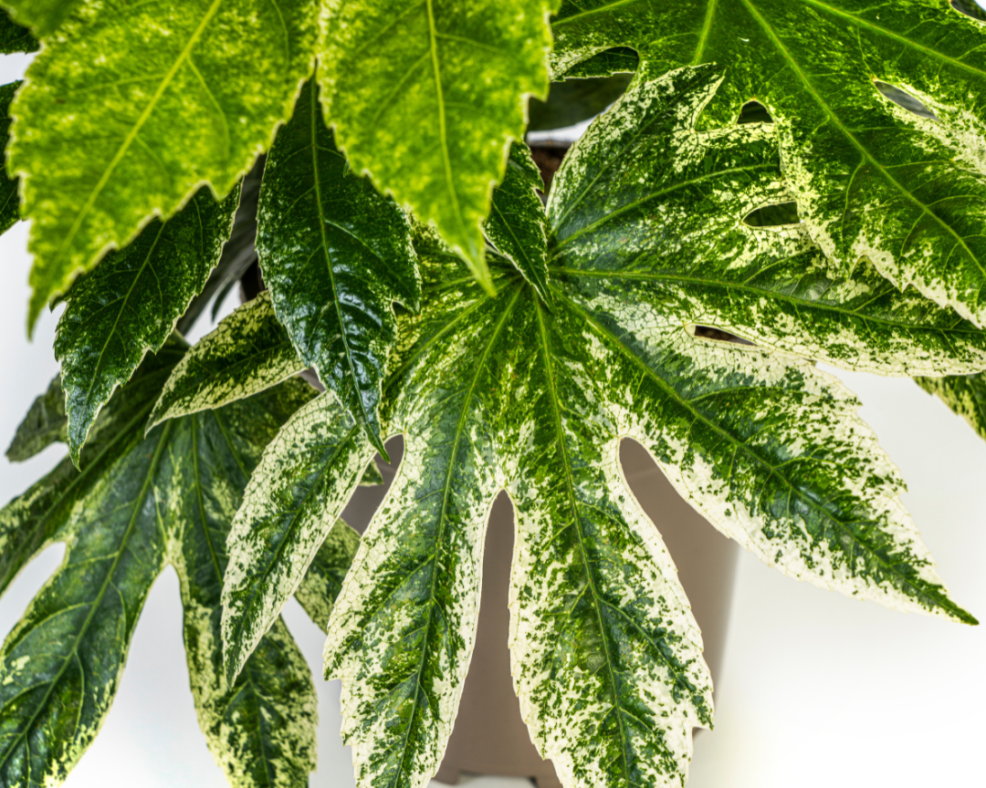 Fatsia japonica variegata - Panaschierte Aralie