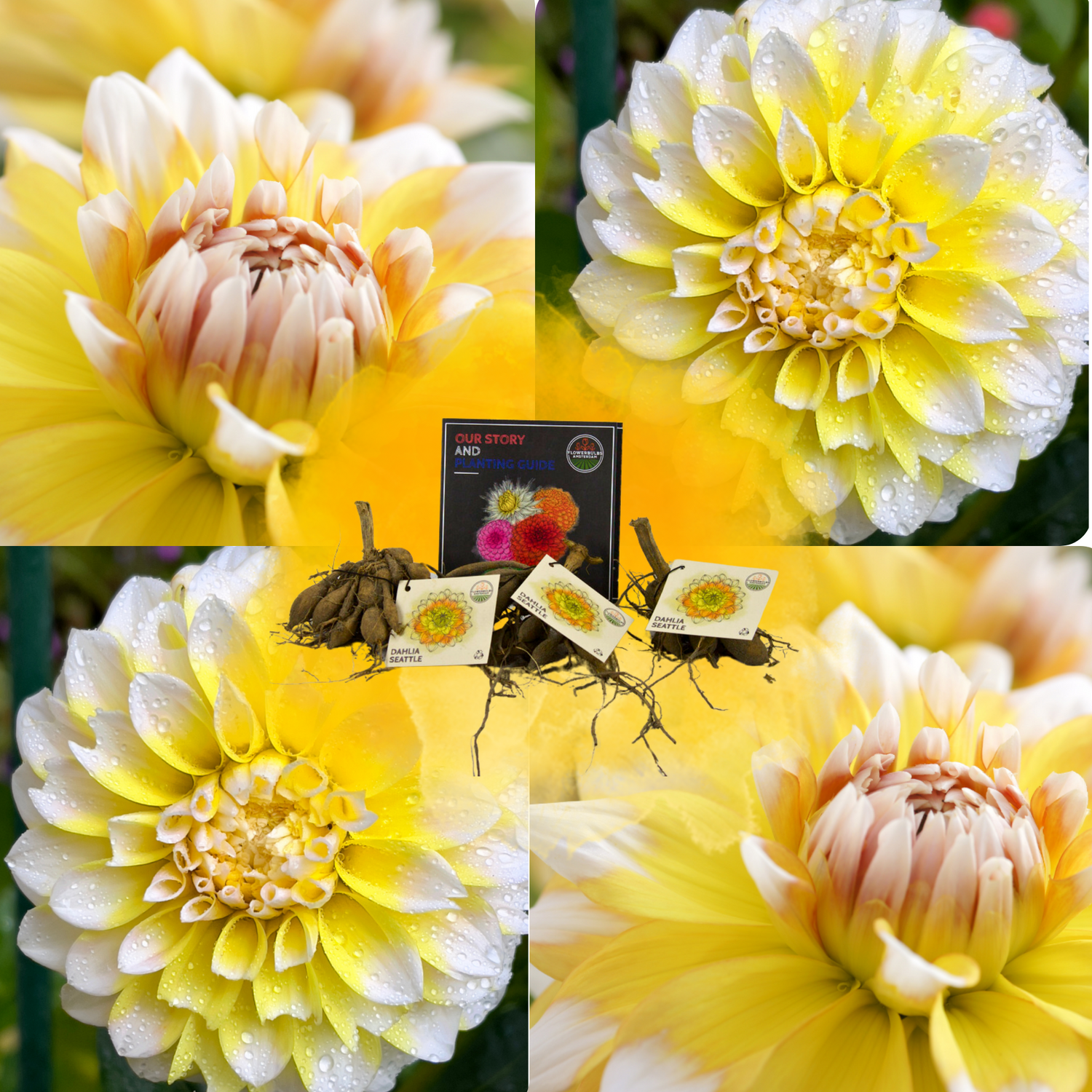 Dahlia - Verschiedene Sorten Dahlienknollen