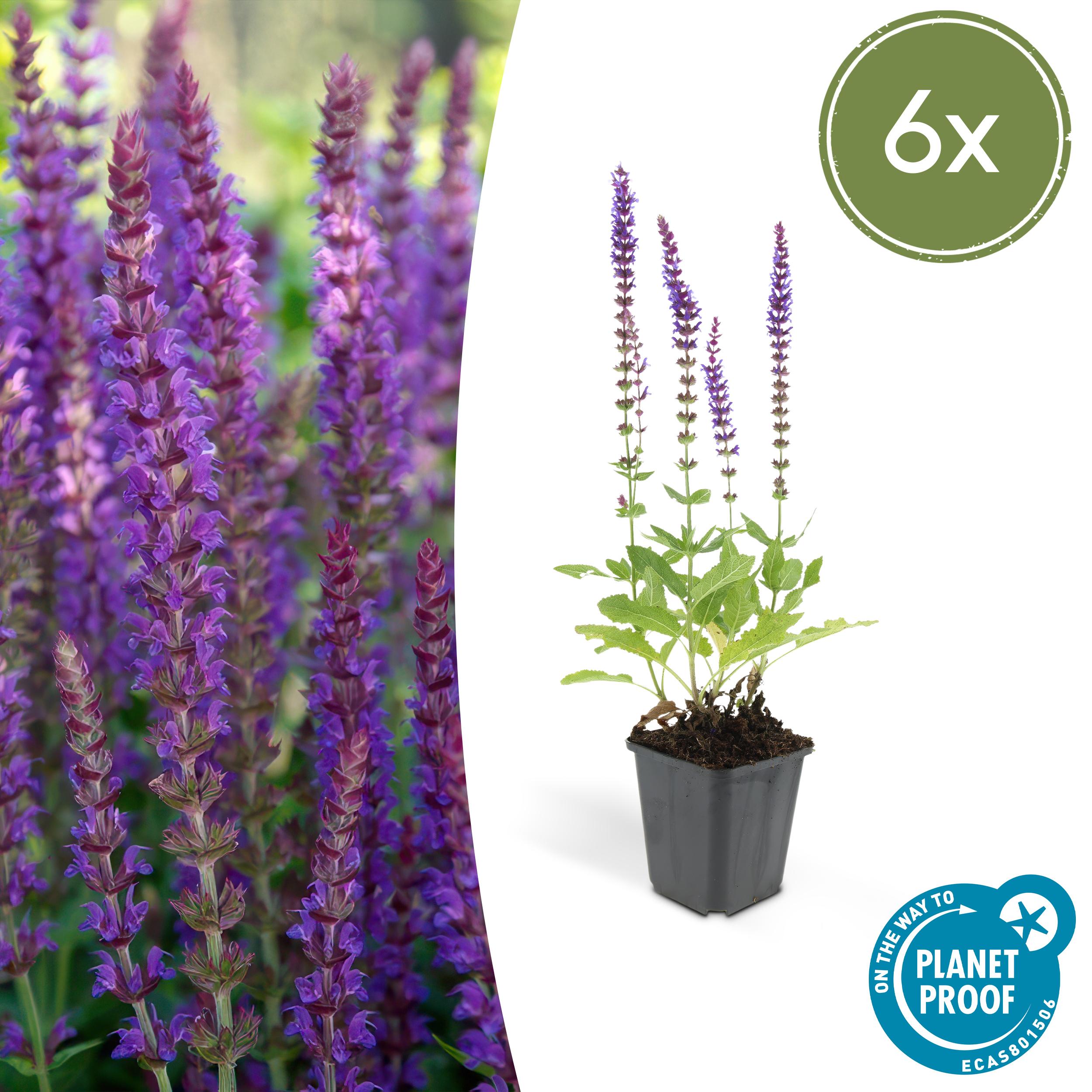 Salvia nemorosa - Verschiedene Sorten winterharter Hain-Salbei