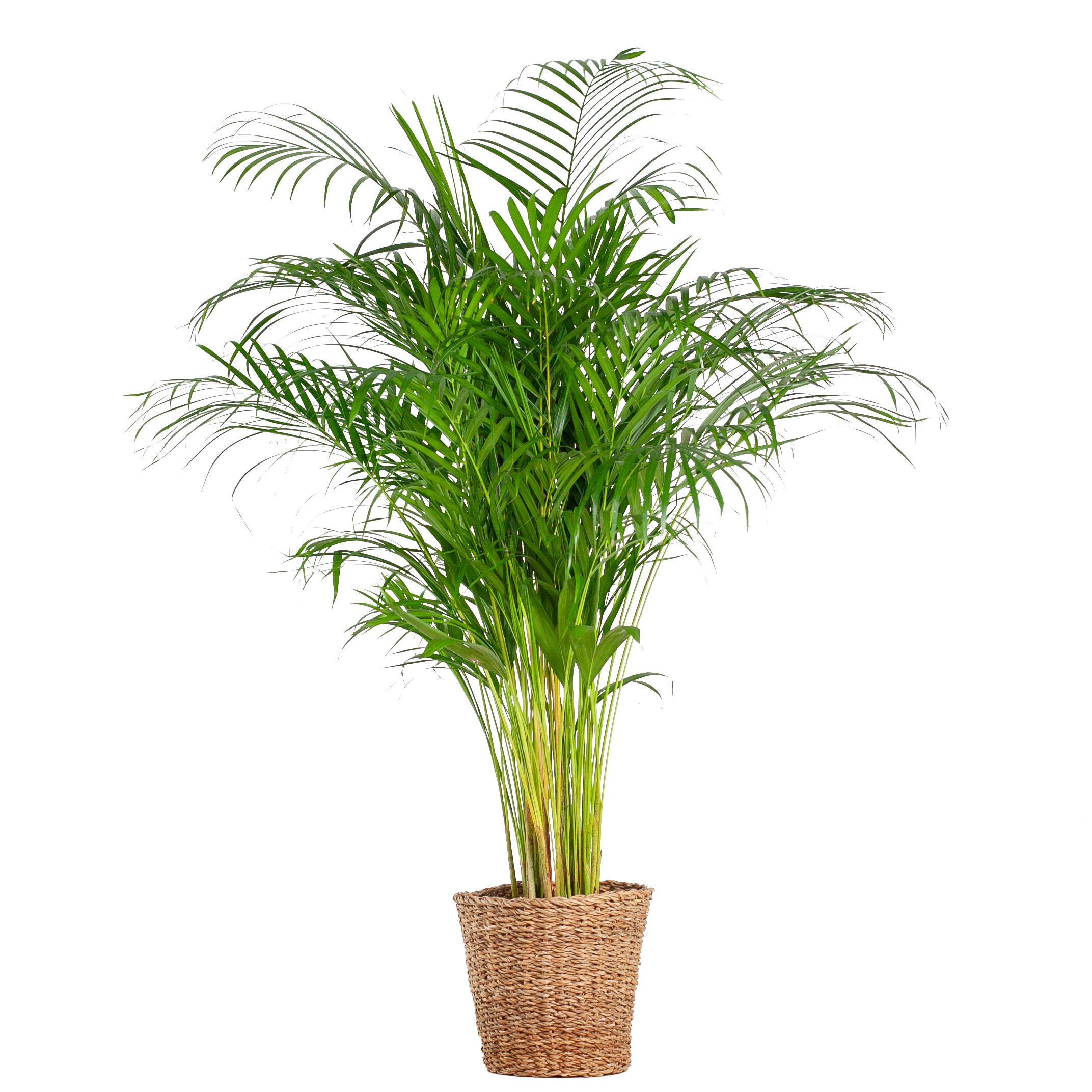 Dypsis lutescens - Areca-, Goldfruchtpalme mit Topf