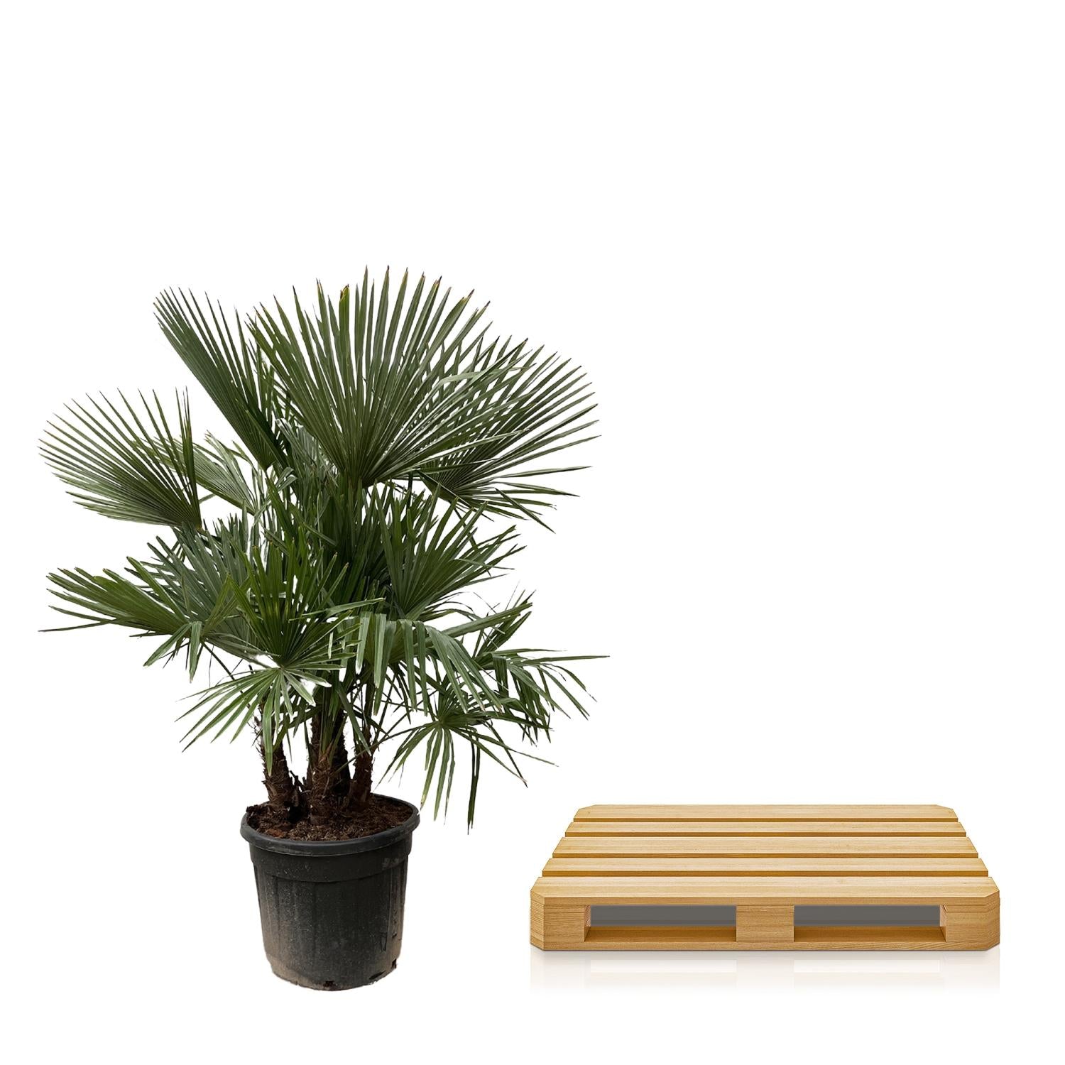 Trachycarpus Fortunei - Chinesische Hanfpalme