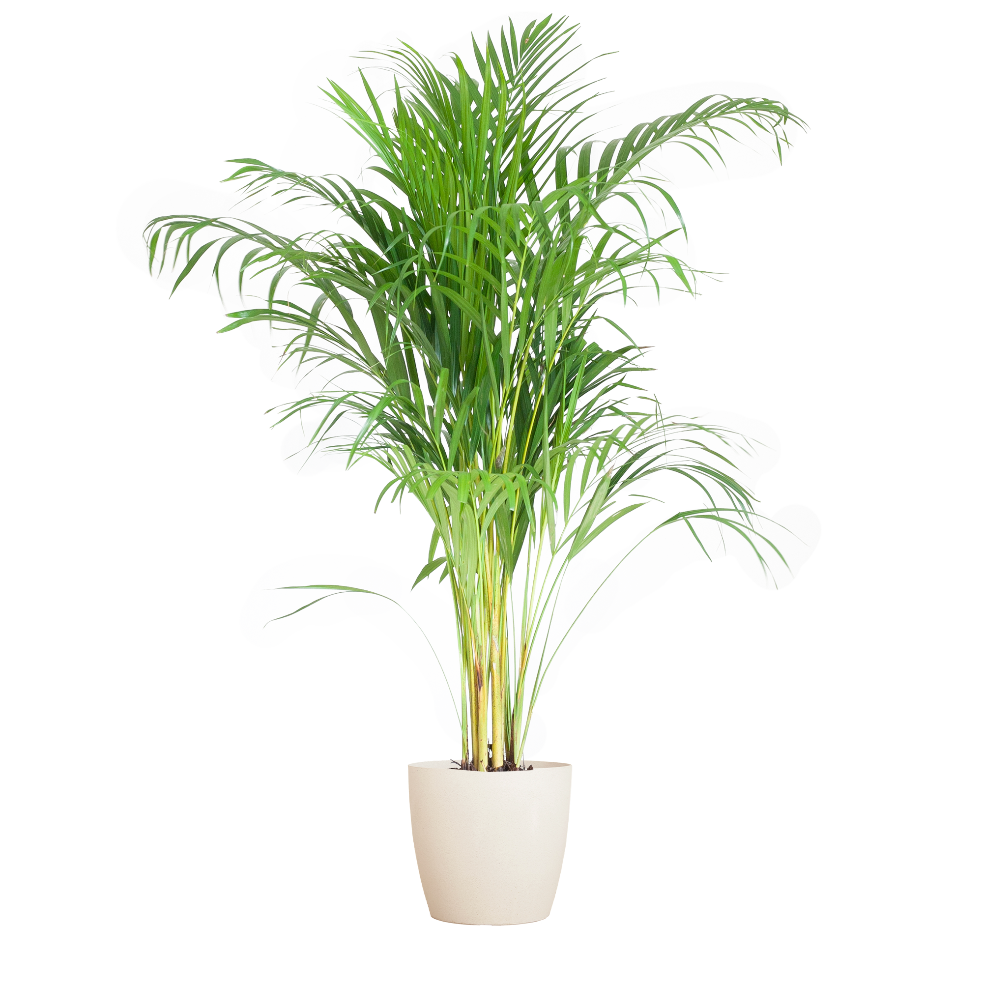 Dypsis lutescens - Areca-, Goldfruchtpalme mit Topf