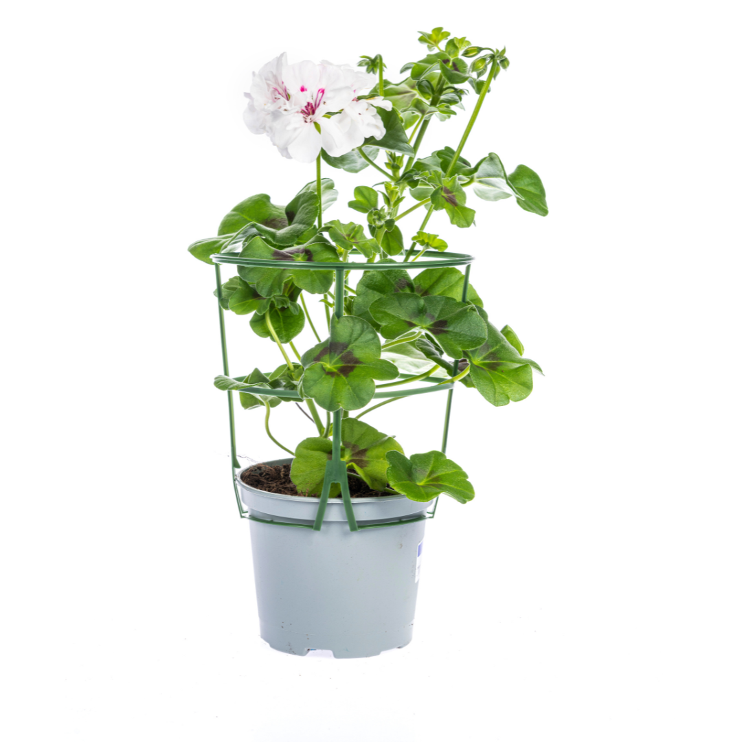 Pelargonium peltatum - Hänge-Geranien, Efeu-Pelargonien