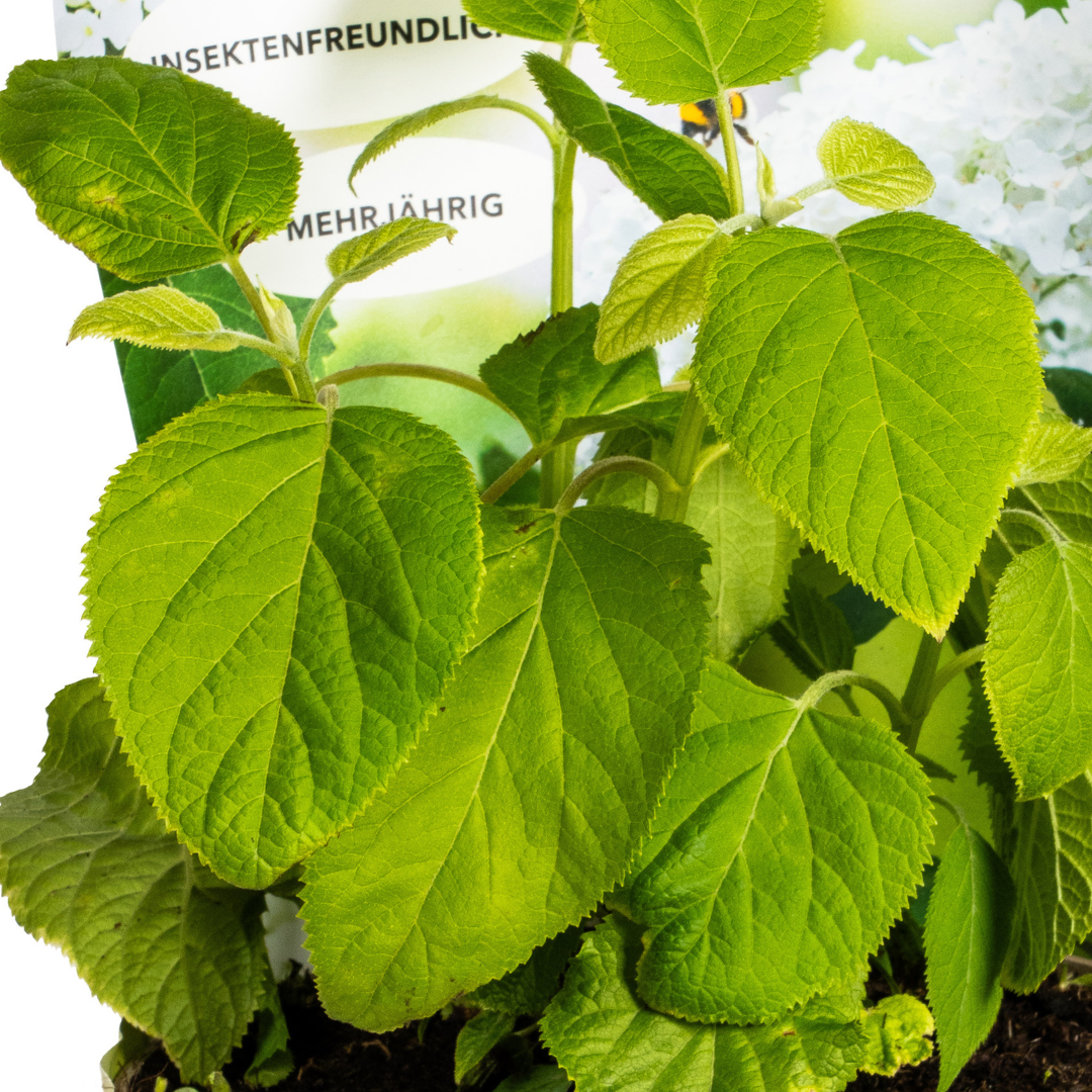 Hydrangea - Verschiedene Sorten Hortensien