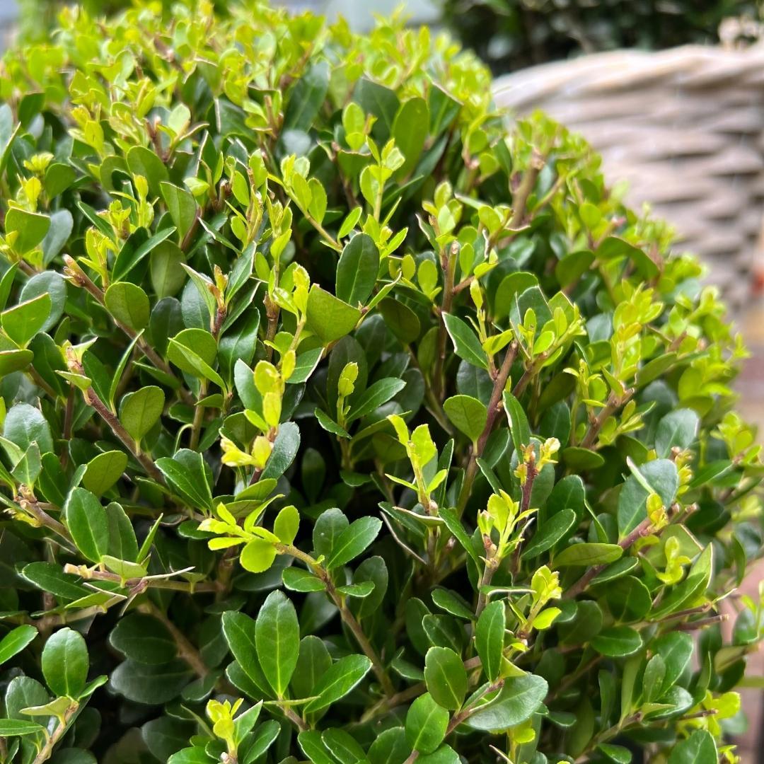 Ilex crenata - Japanische Stechpalme