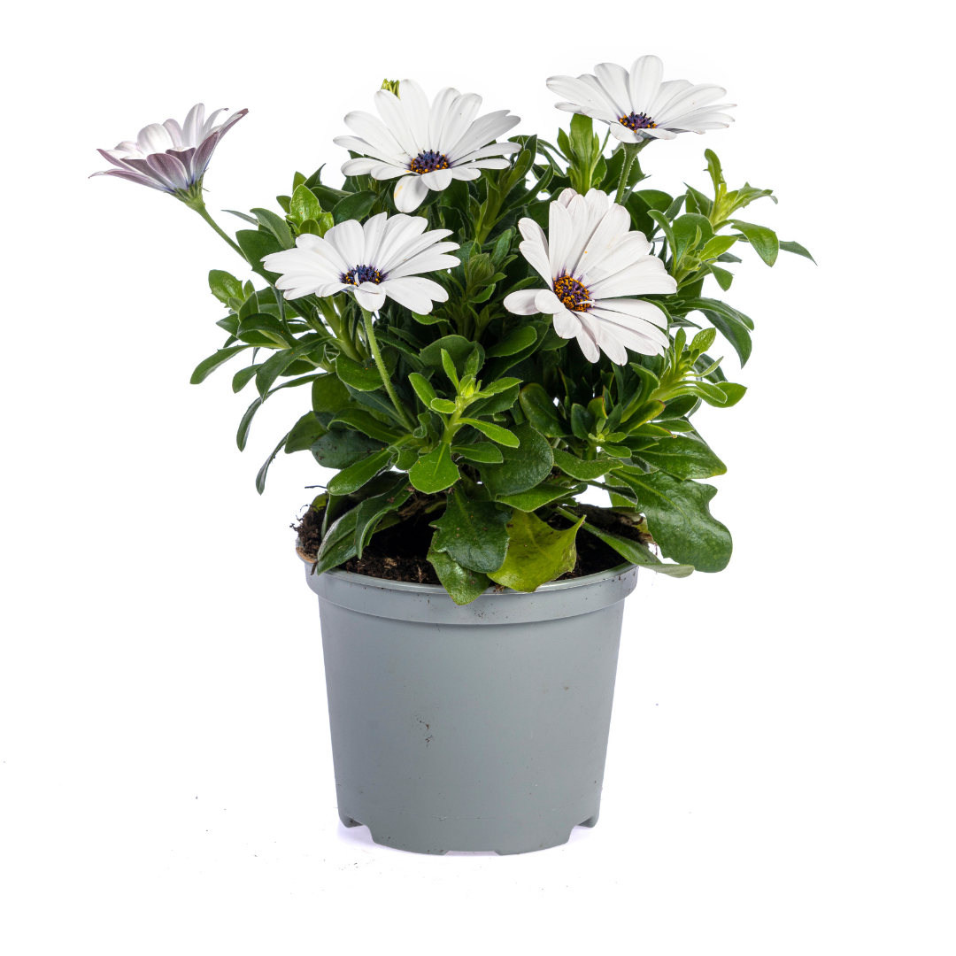 Osteospermum ecklonis - Kapkörbchen, Bornholmmargerite