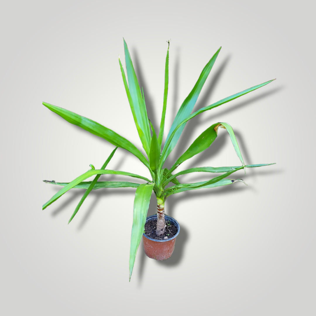 Yucca elephantipes - Riesenpalmlilie - Image