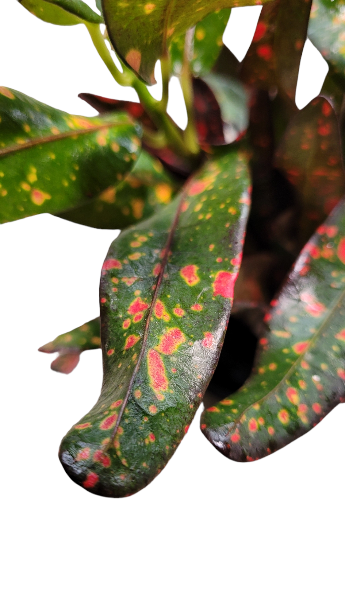 Codiaeum variegatum &
