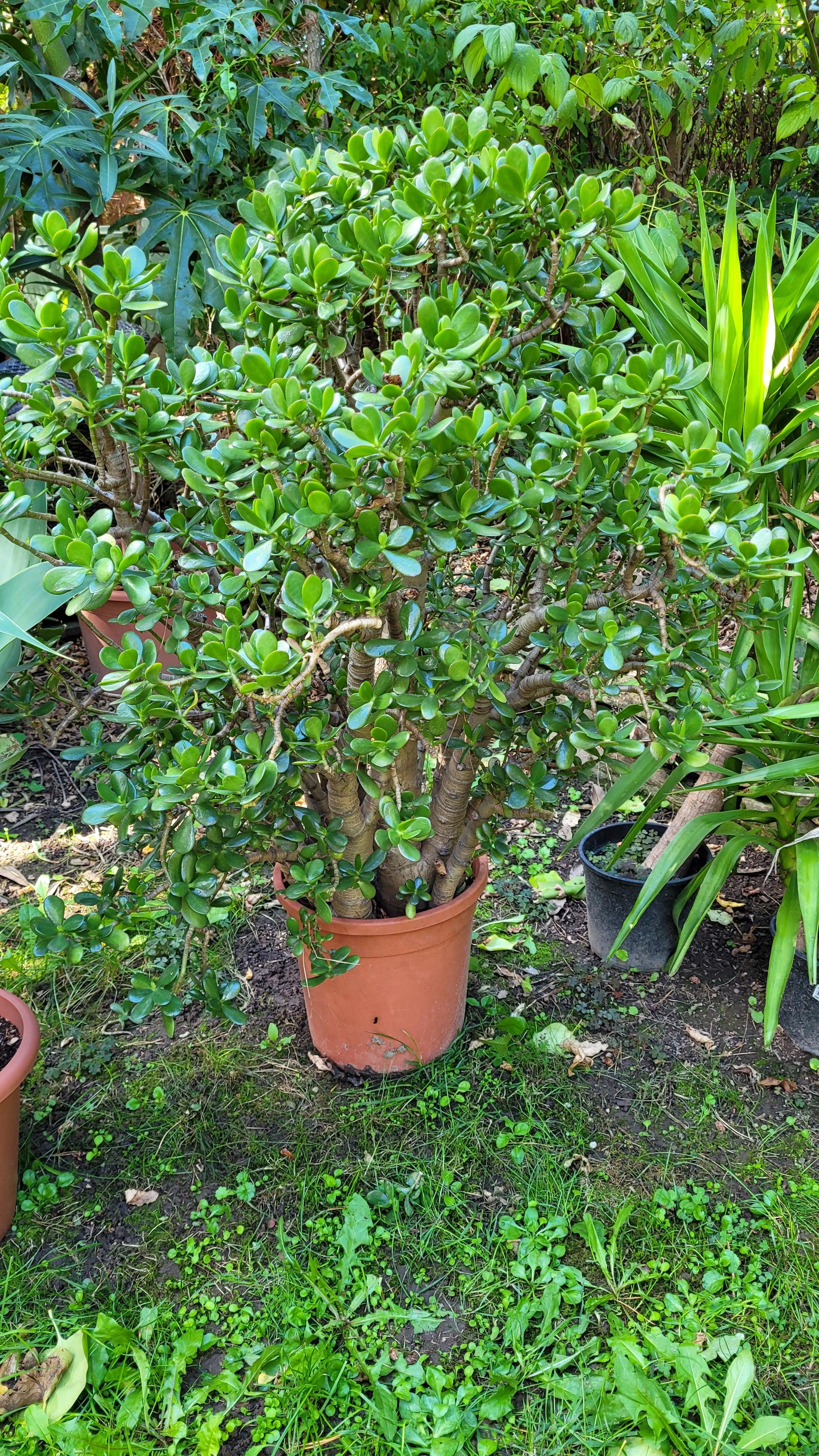 Crassula ovata - Jadestrauch Geldbaum - Image