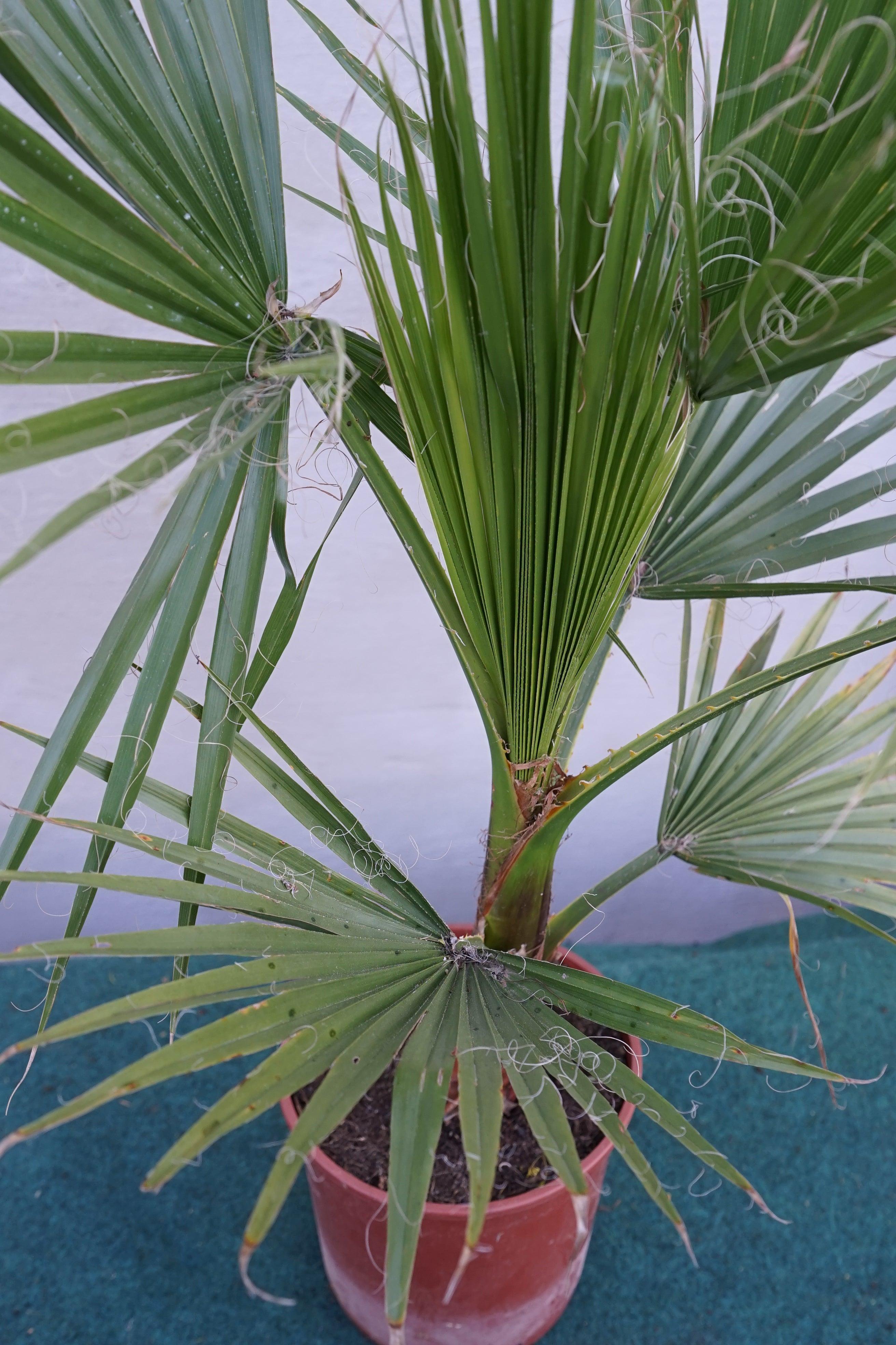 Washingtonia robusta - Mammutpalme - Image