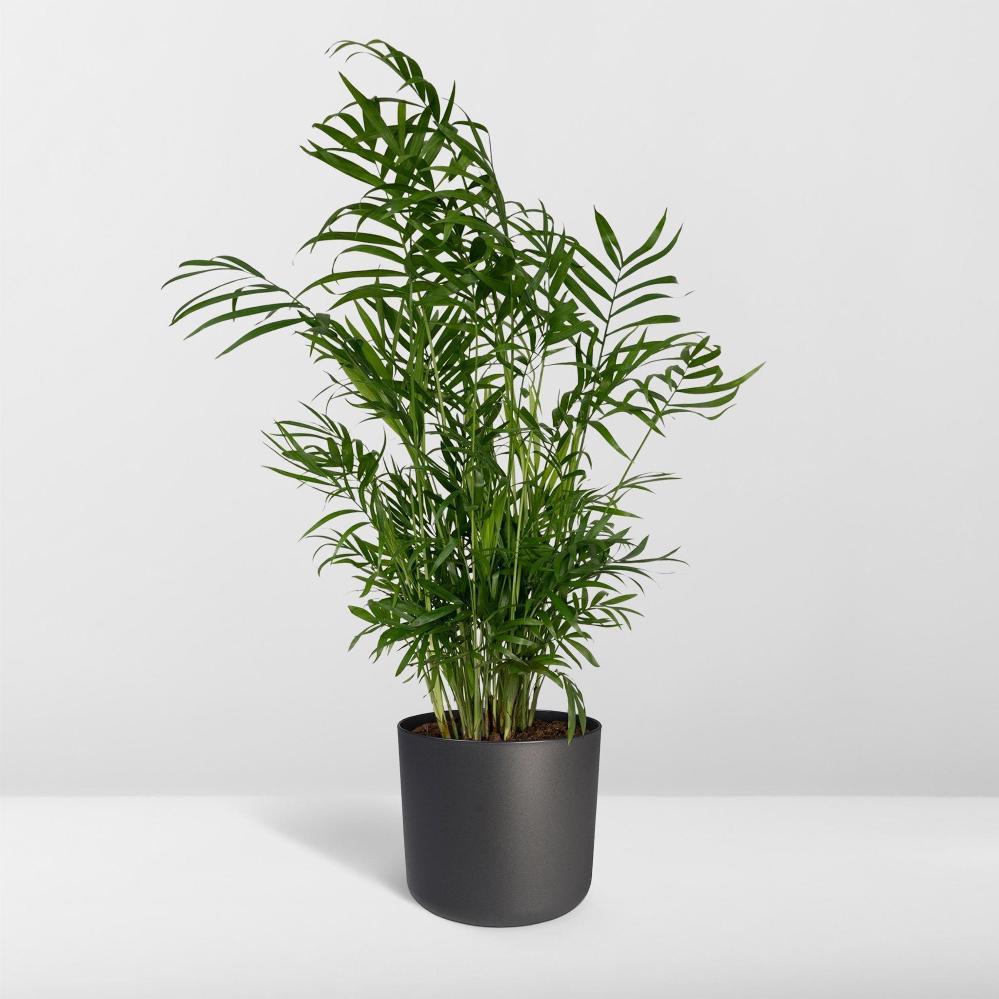 Chamaedorea Elegans - Mexicaanse Bergpalm - 55cm - Ø17 - Image