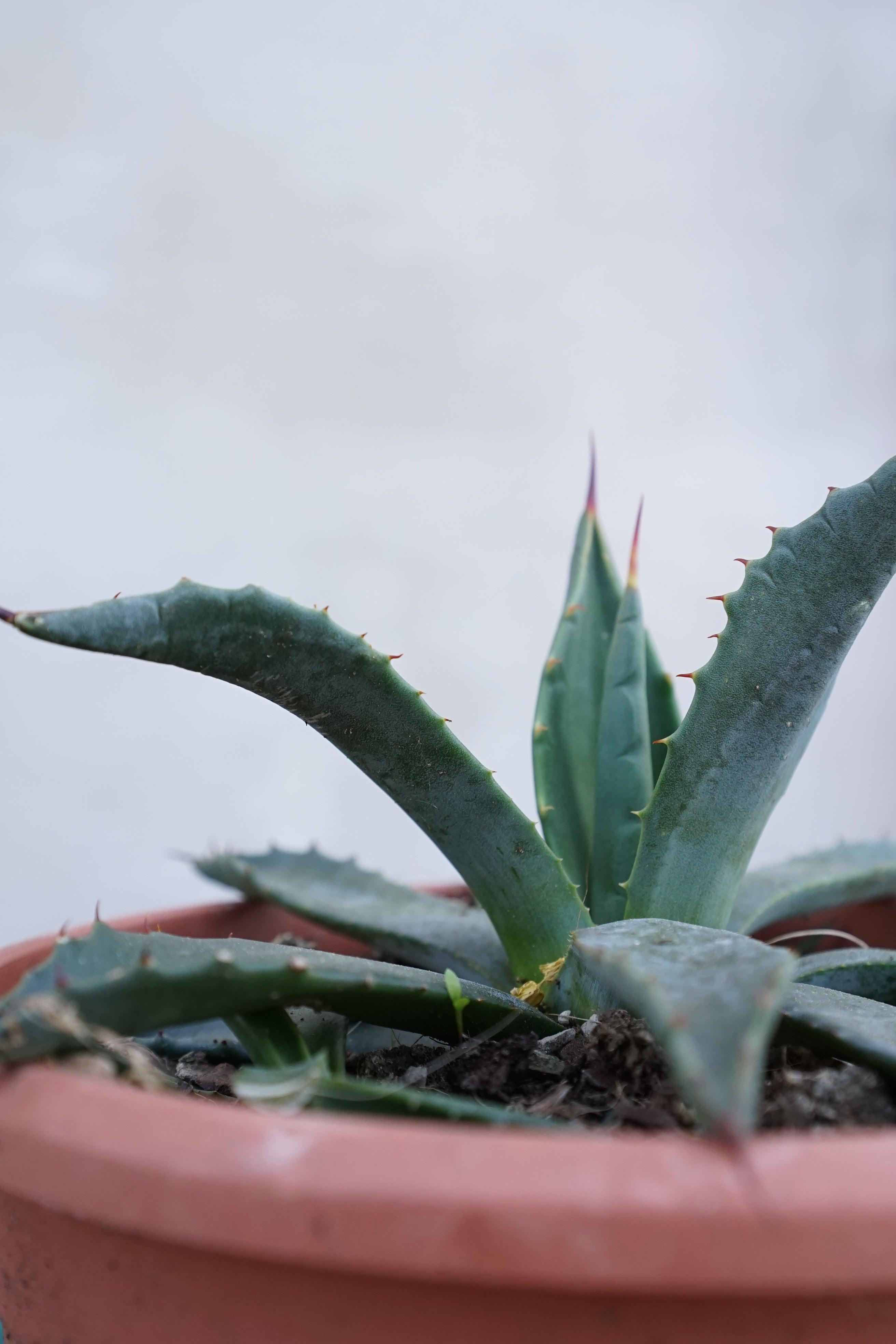 Agave parryi sp. parryi - Winterharte Agave - Image