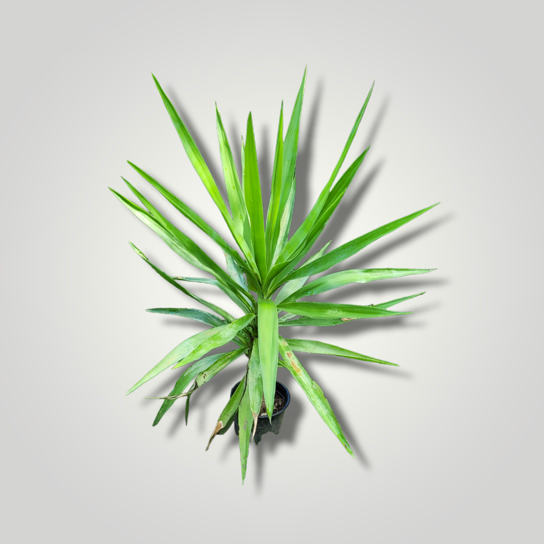 Yucca elephantipes - Riesenpalmlilie - Image