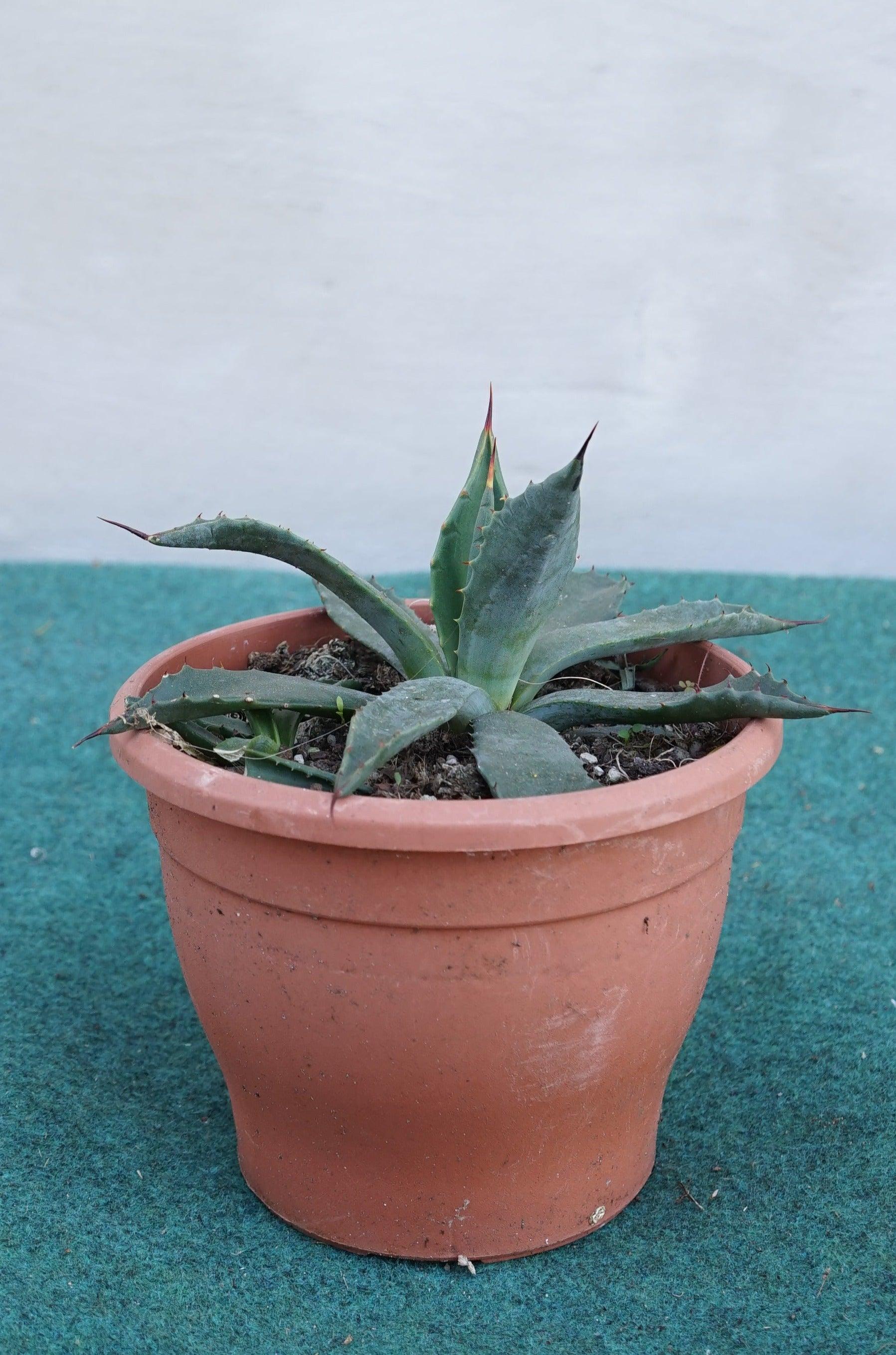 Agave parryi sp. parryi - Winterharte Agave - Image