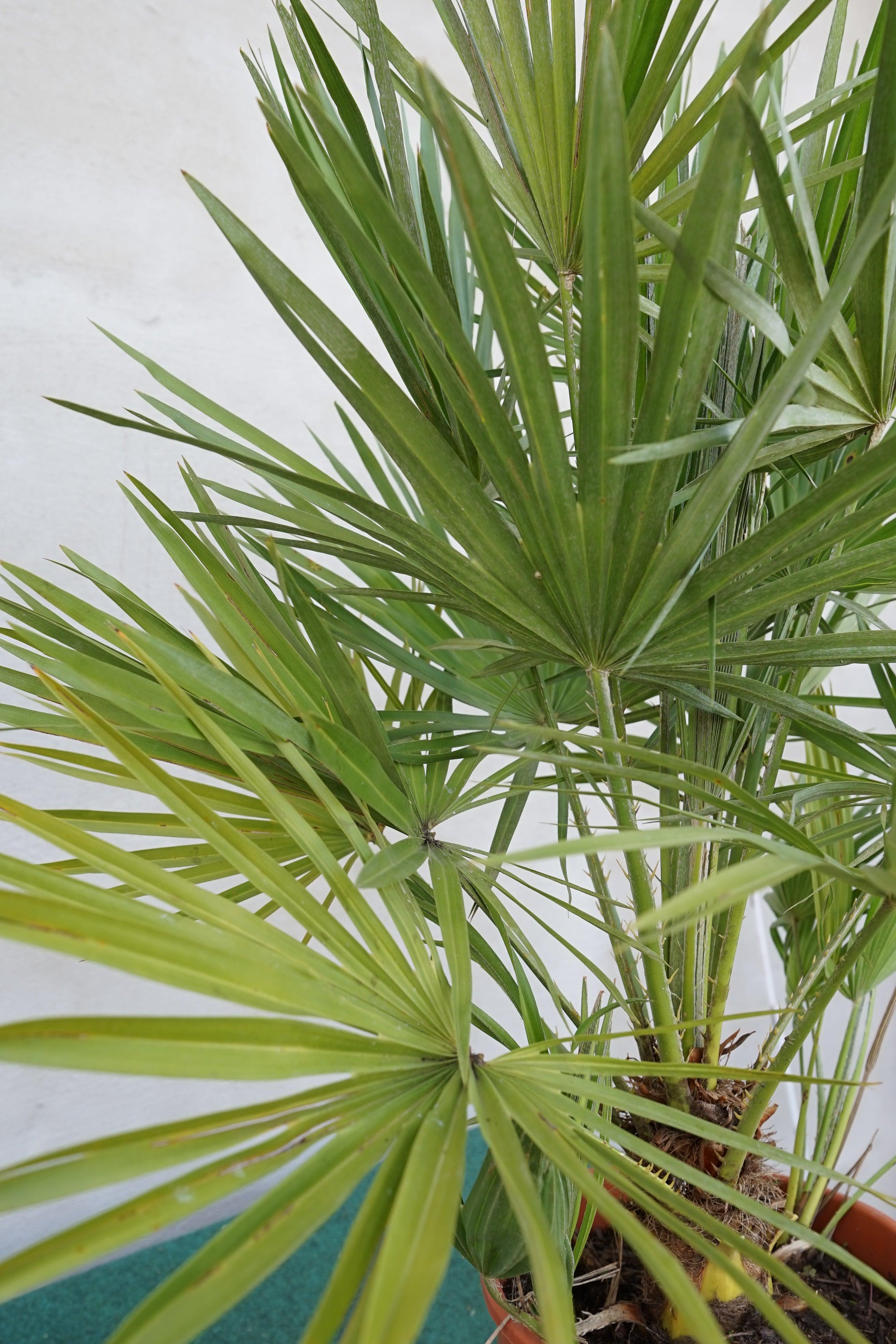 Chamaerops humilis vulcano - Kompakte Zwergpalme - Image
