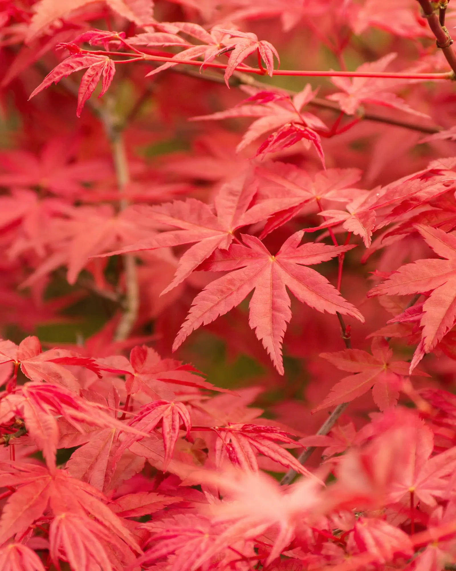 Acer palmatum &