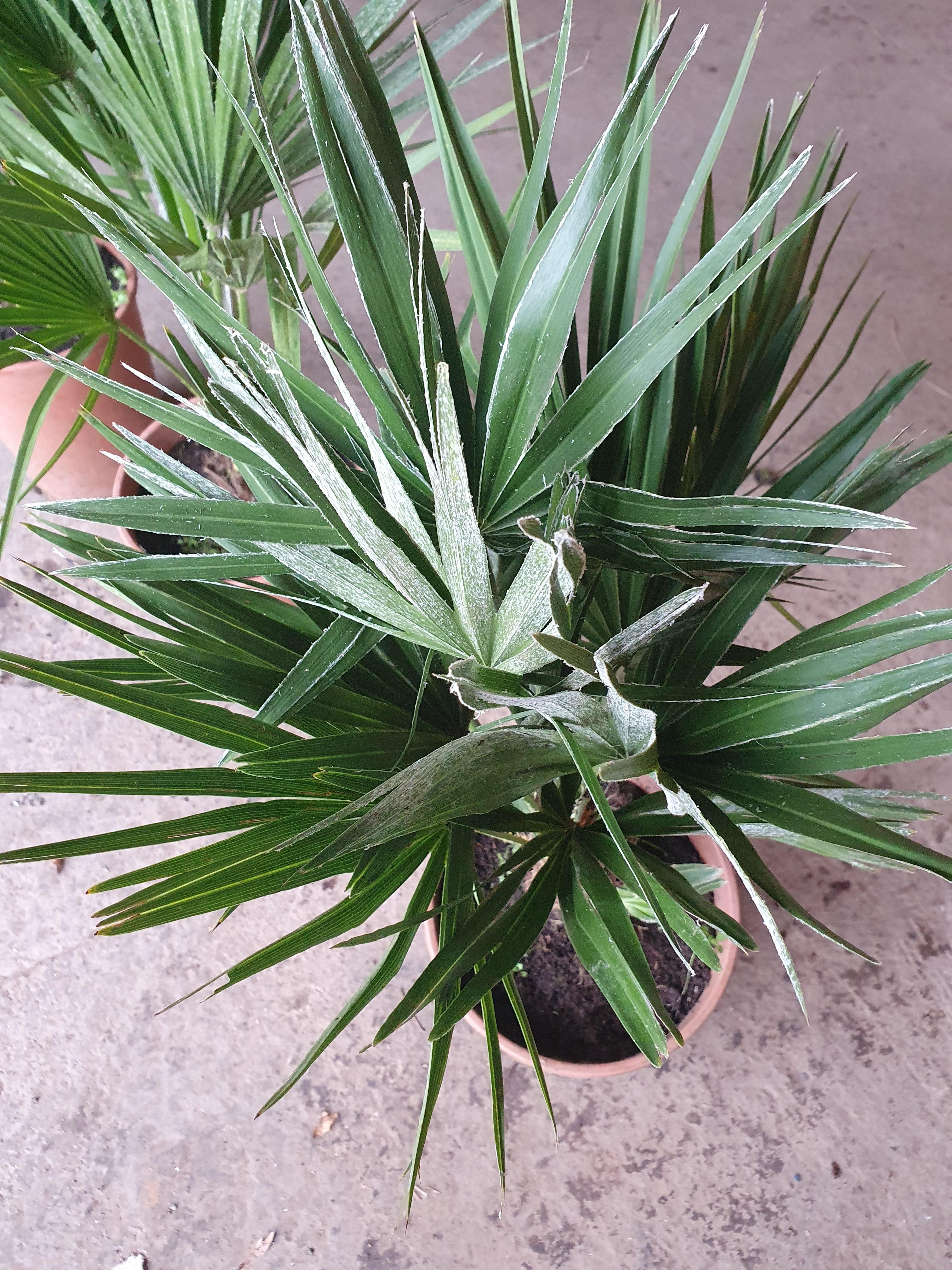 Chamaerops humilis vulcano - Kompakte Zwergpalme - Image