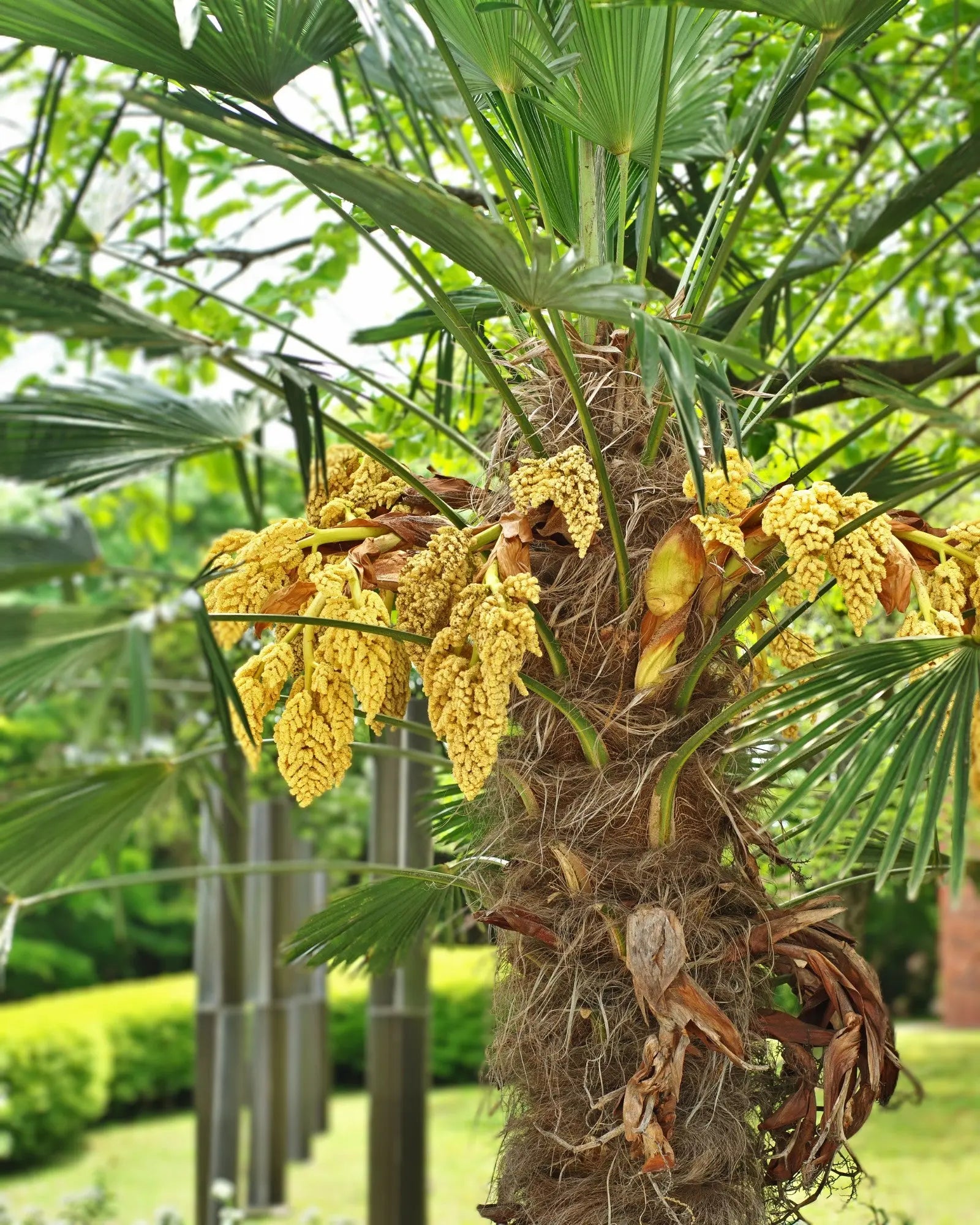 Trachycarpus wagnerianus - Wagner Hanfpalme - Image 