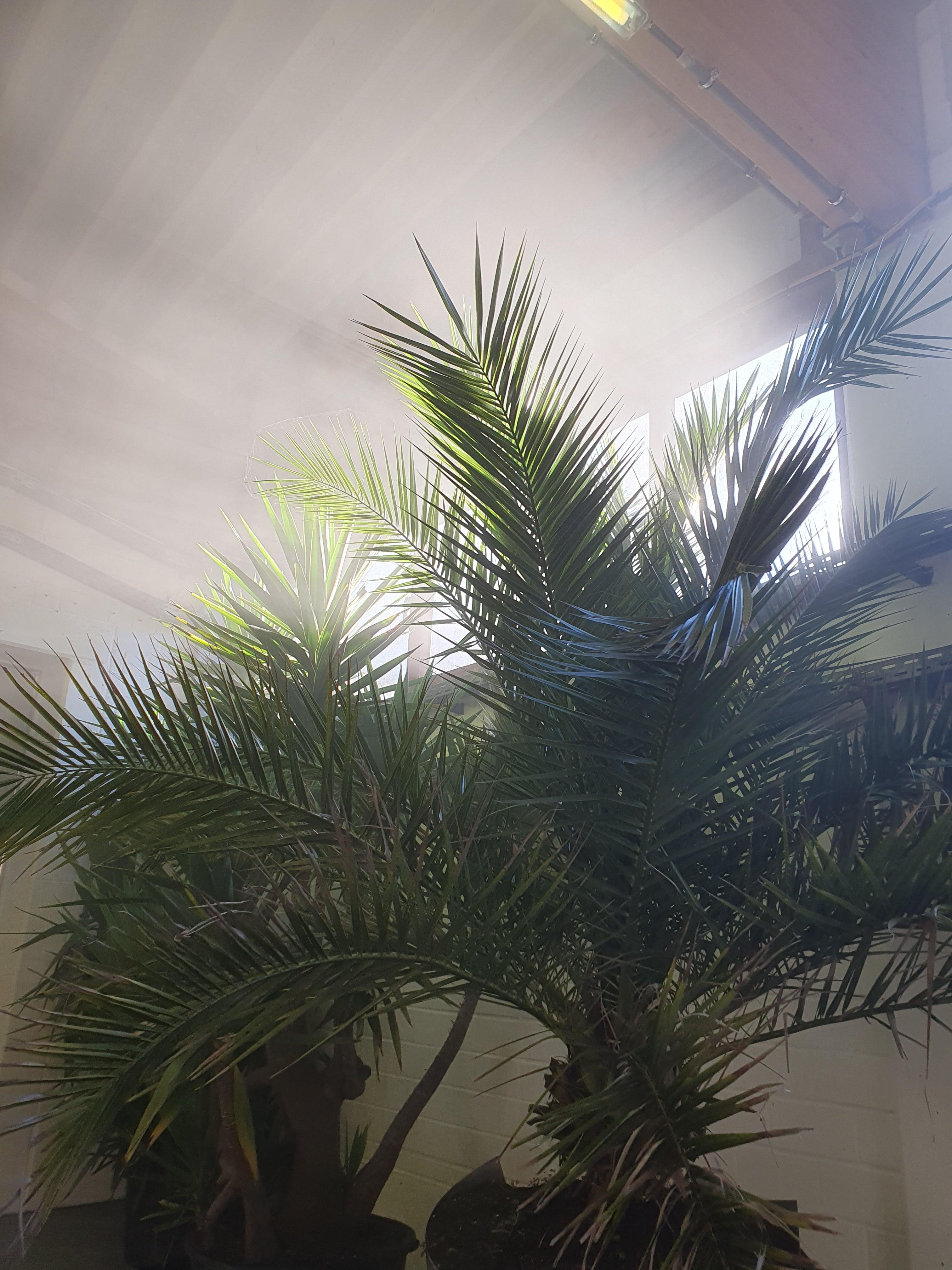 Phoenix canariensis - Kanarische Dattelpalme Fiederpalmen Sachsenpalmen > 200 cm 30 – 40 cm