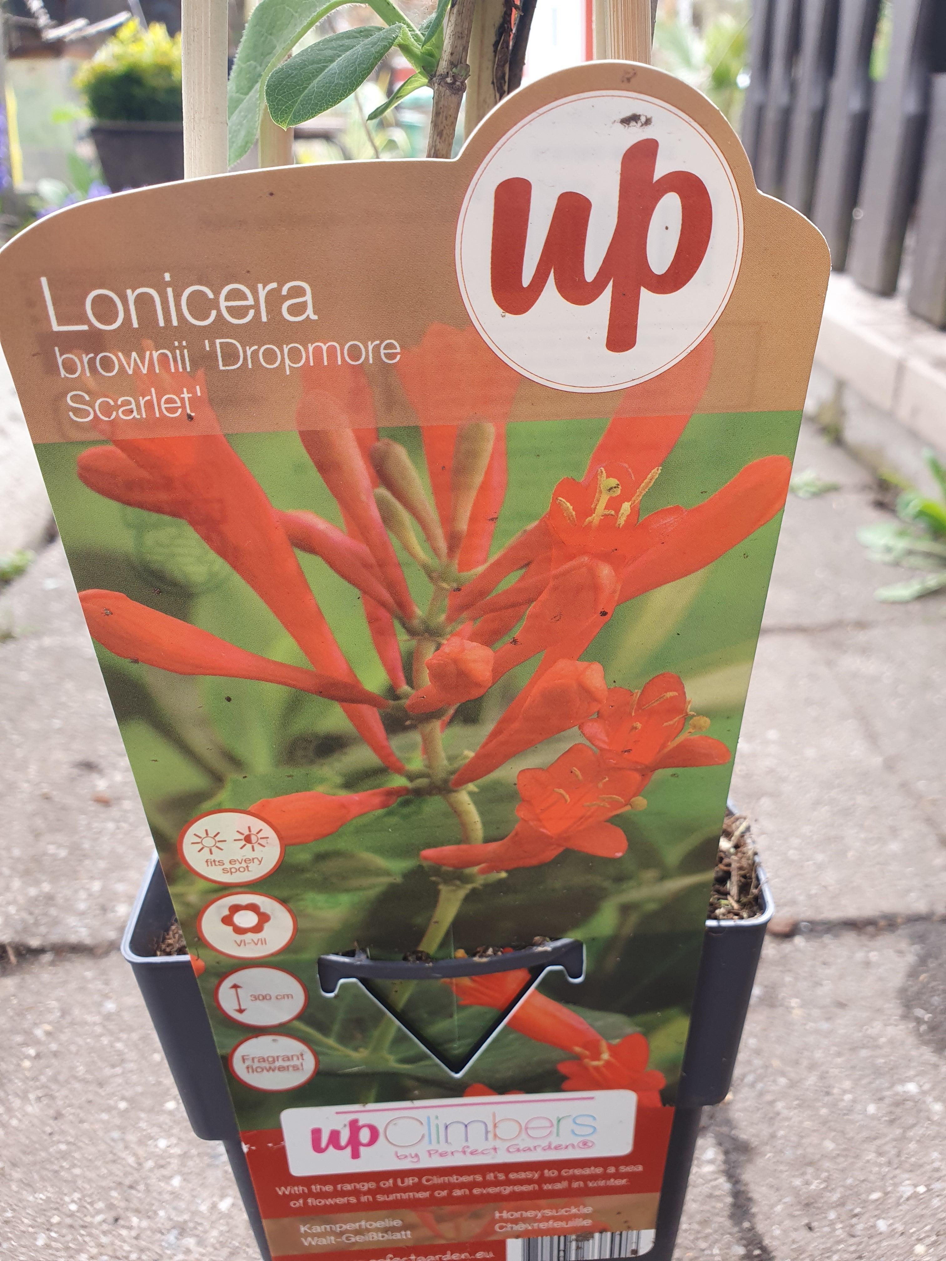 Lonicera brownii &