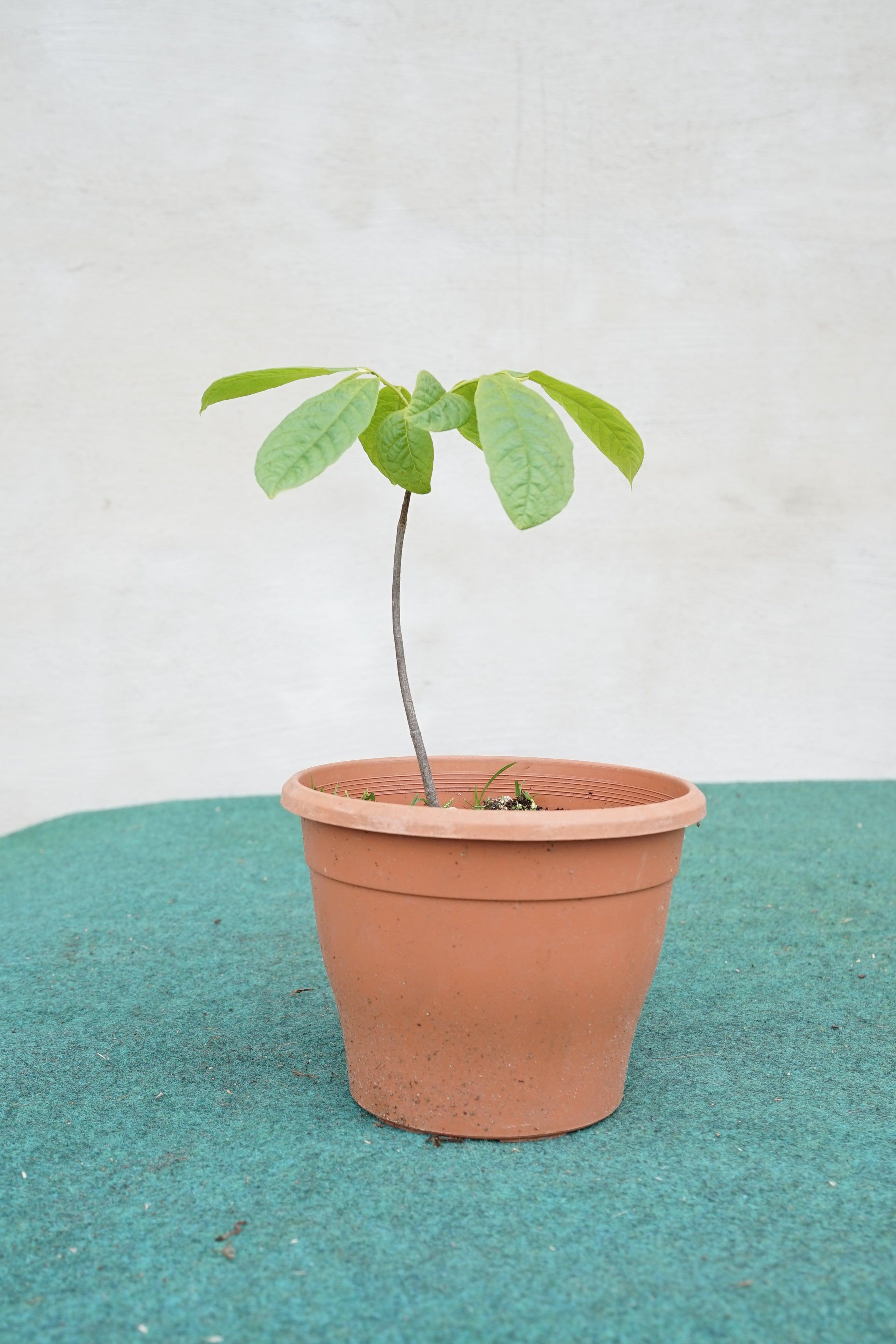 Asimina triloba &