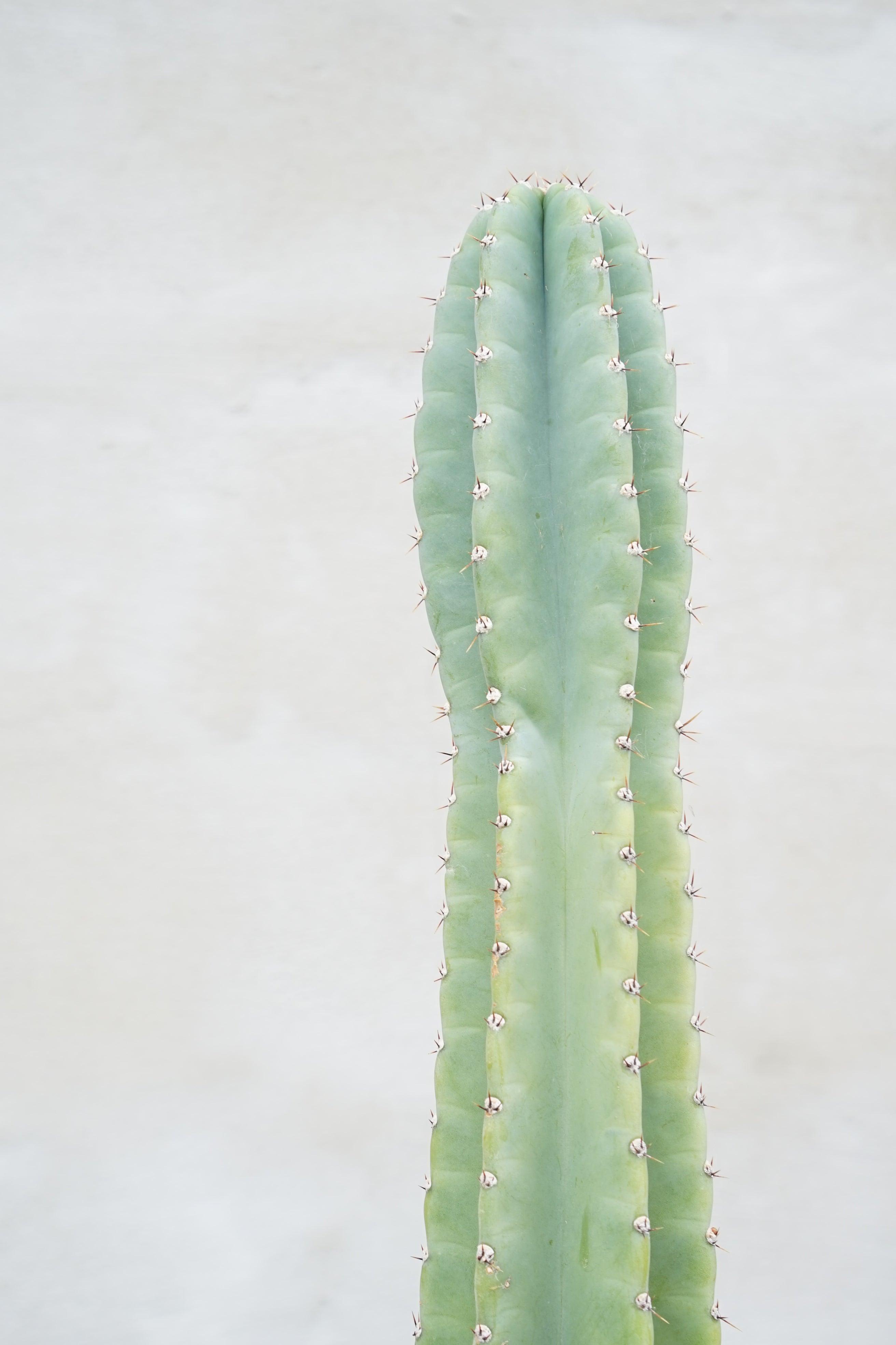 Cereus peruvianus - Säulenkaktus - Image