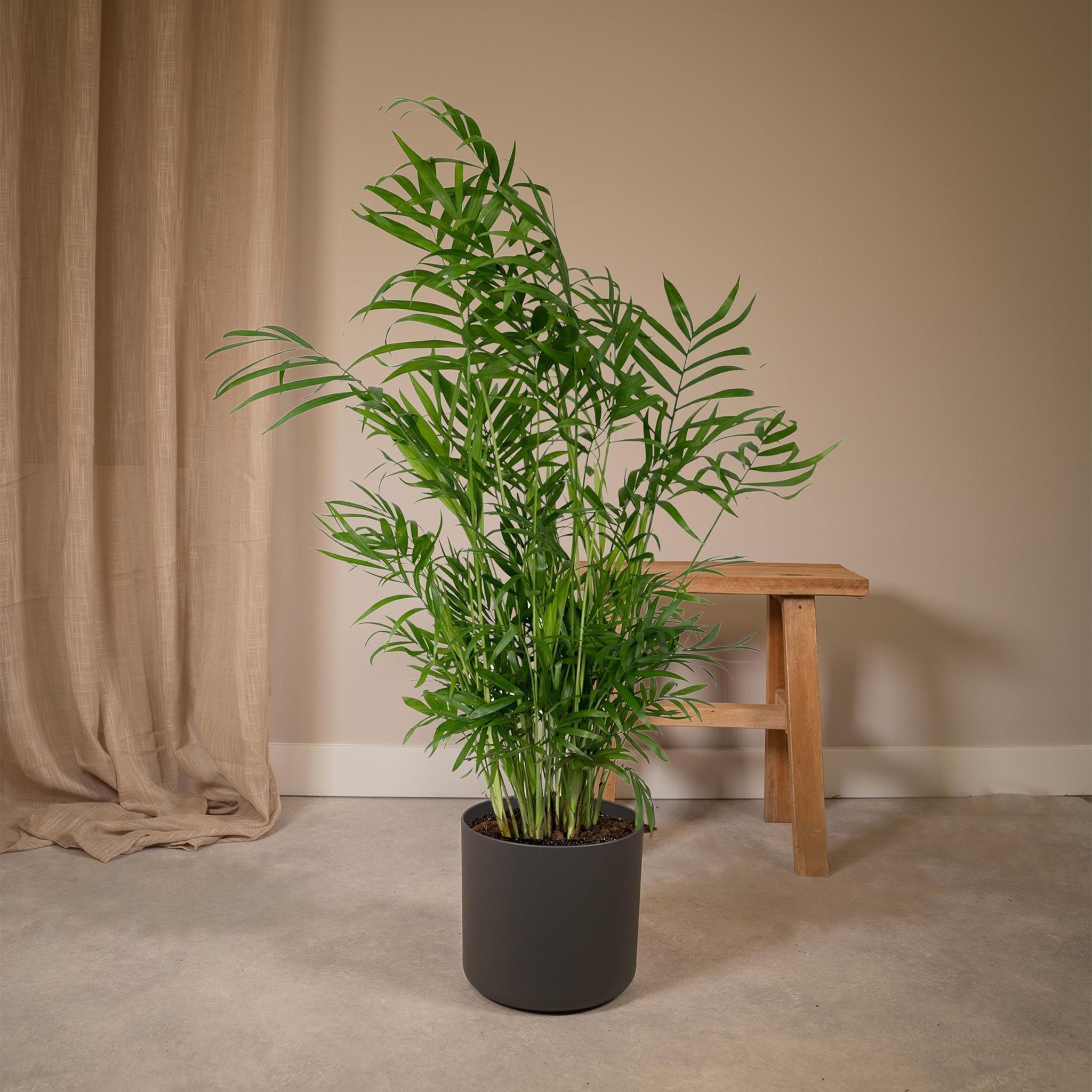 Chamaedorea Elegans - Mexicaanse Bergpalm - 55cm - Ø17 - Image