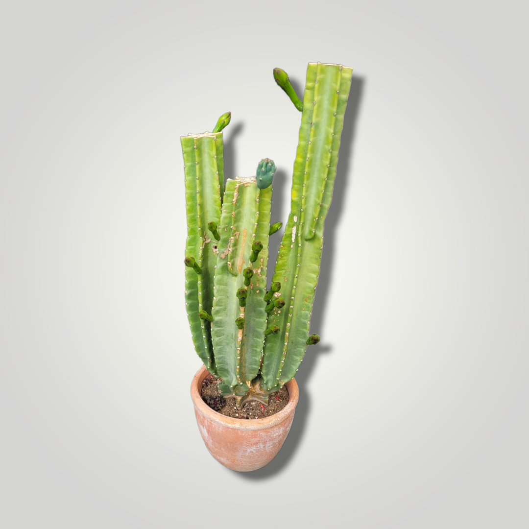 Cereus peruvianus - Säulenkaktus - Image