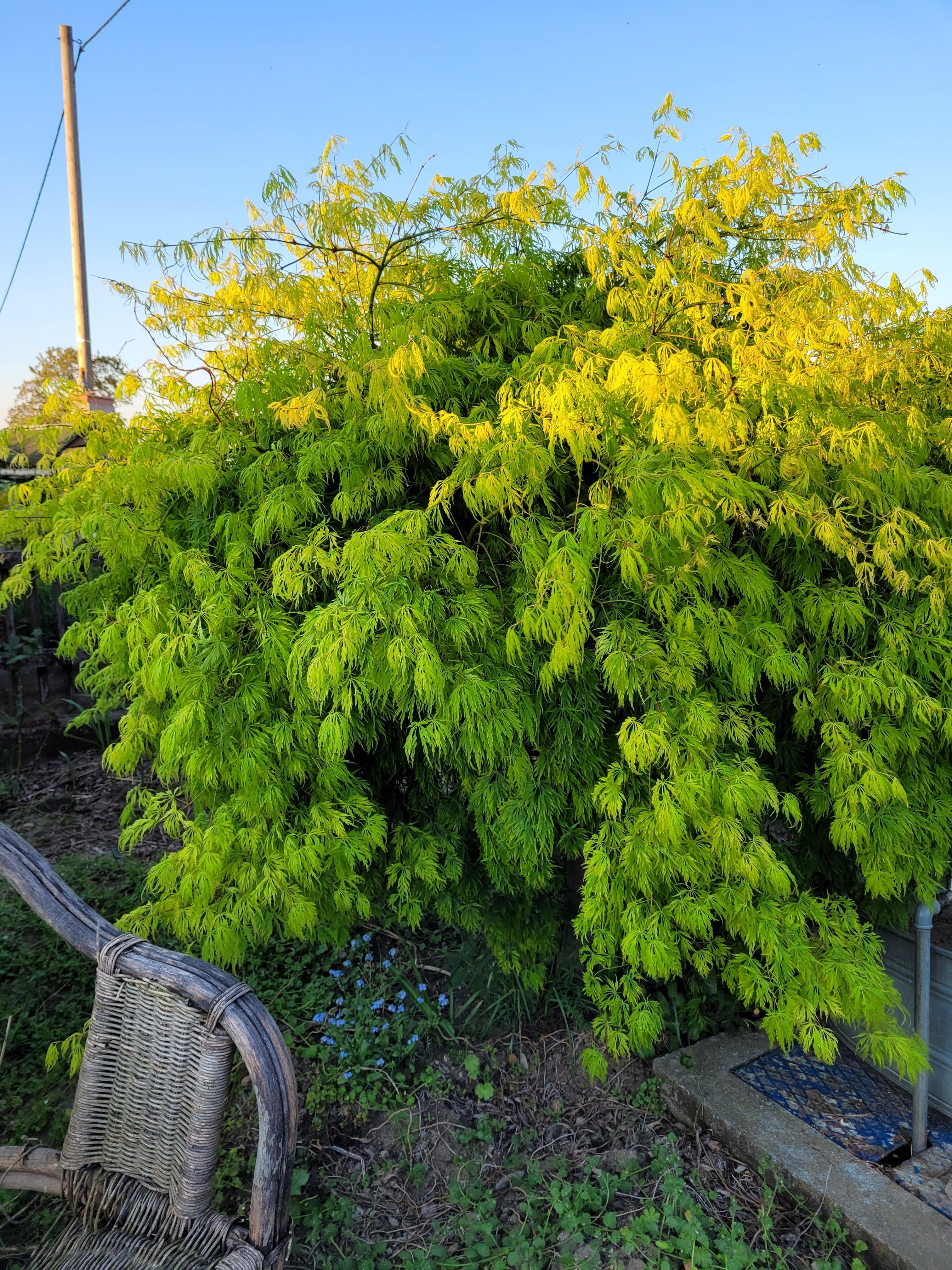 Acer palmatum &