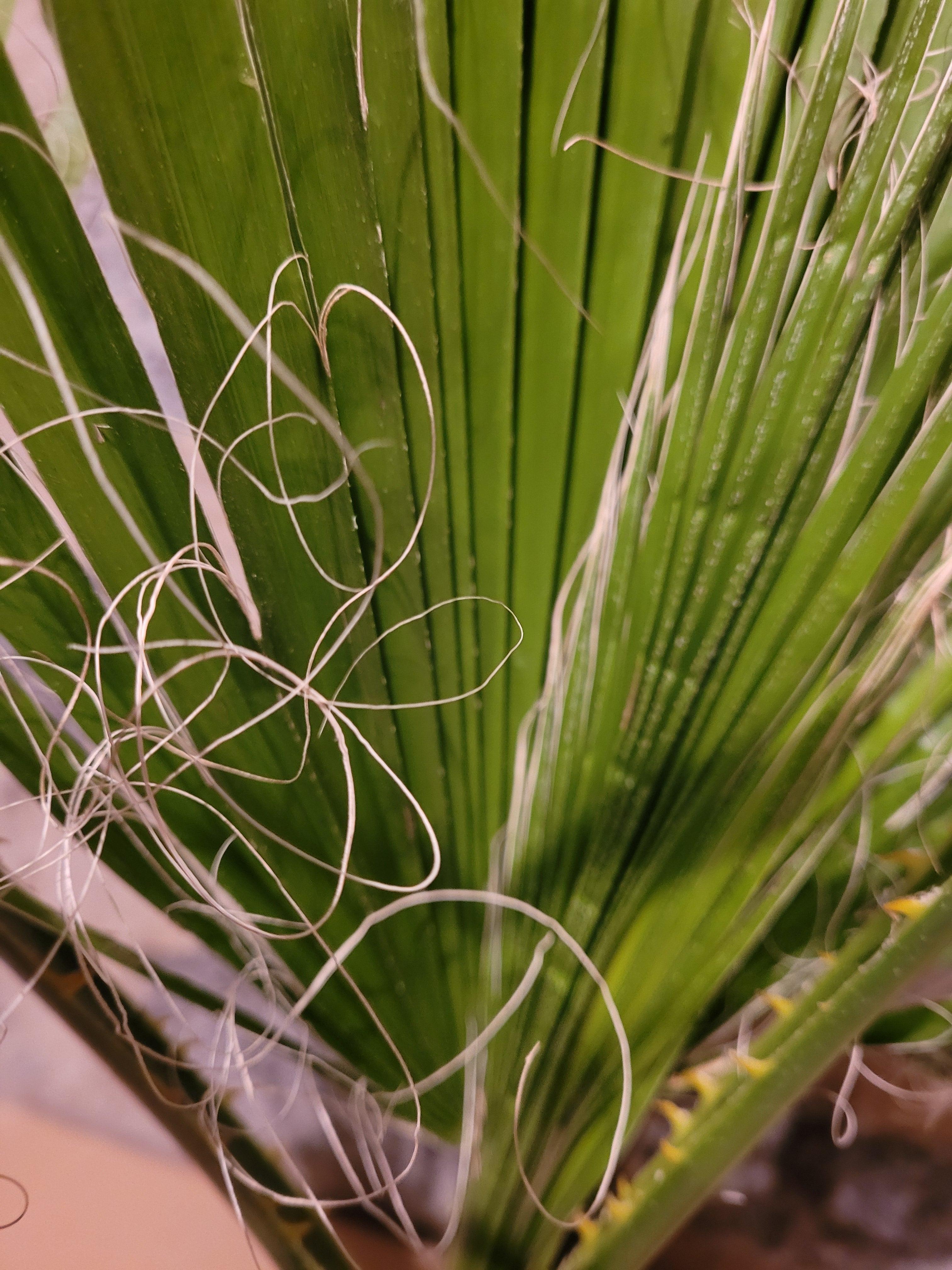Washingtonia robusta - Mammutpalme - Image