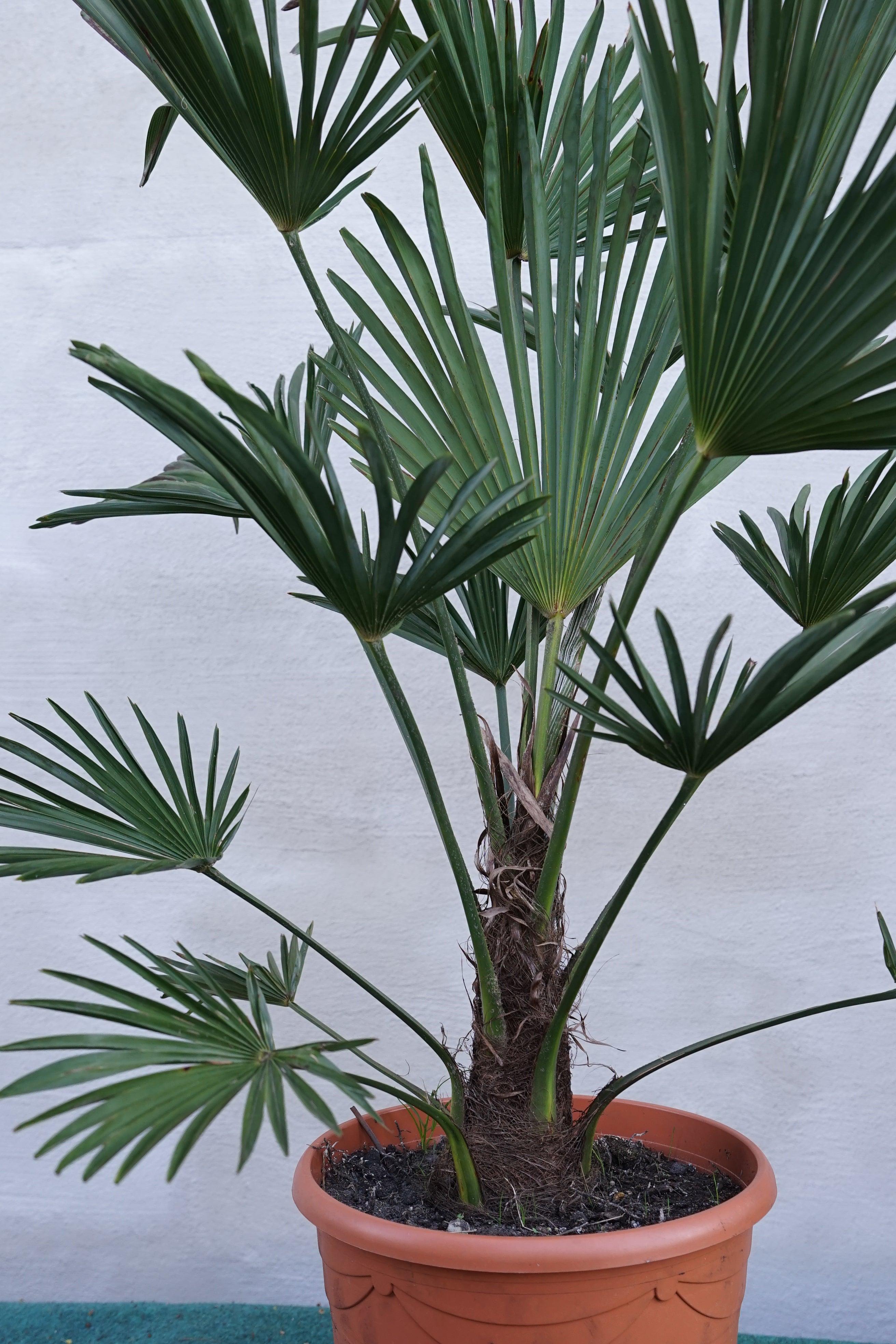 Trachycarpus wagnerianus - Wagner Hanfpalme - Image