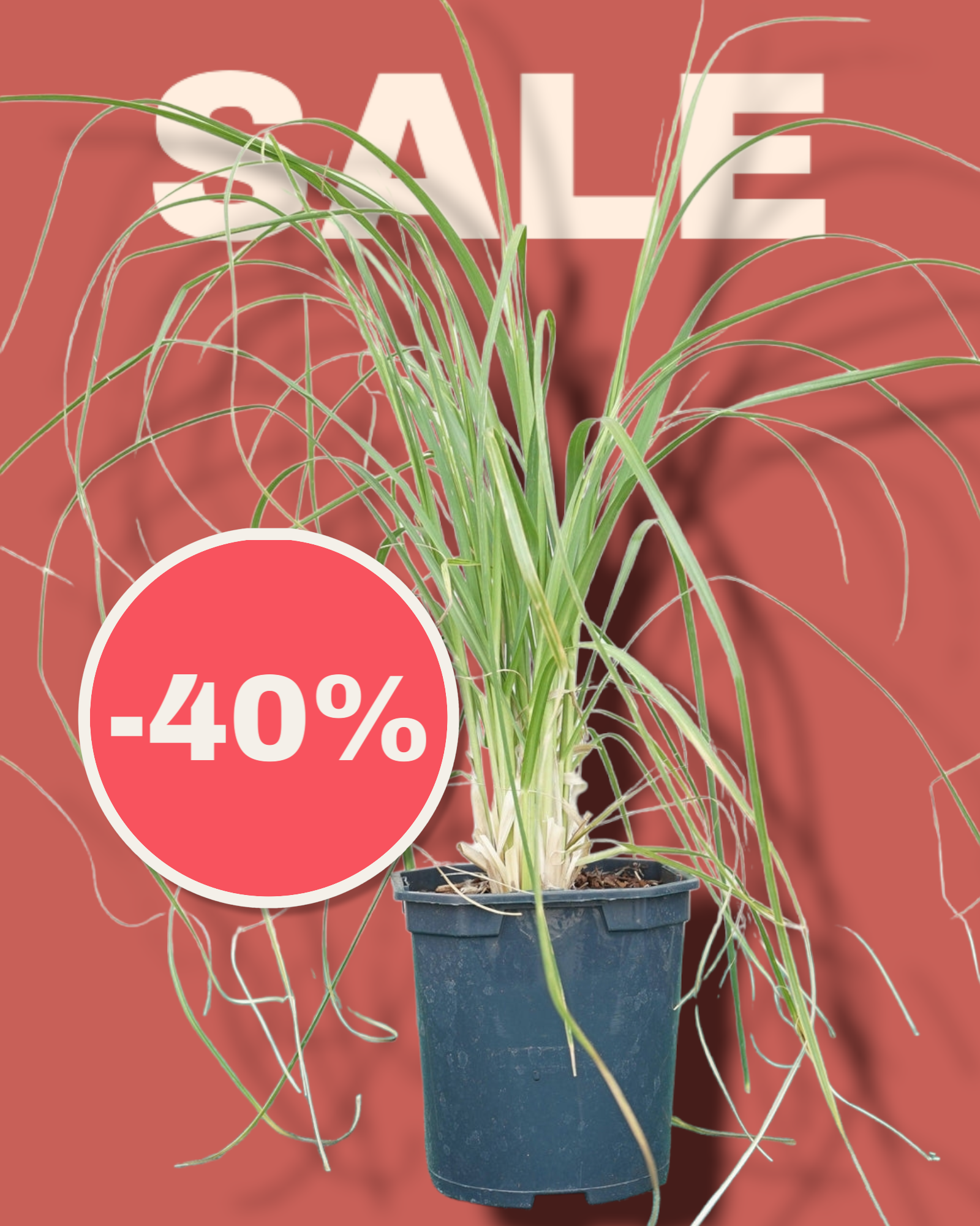 Cortaderia selloana - Pampasgras - Image