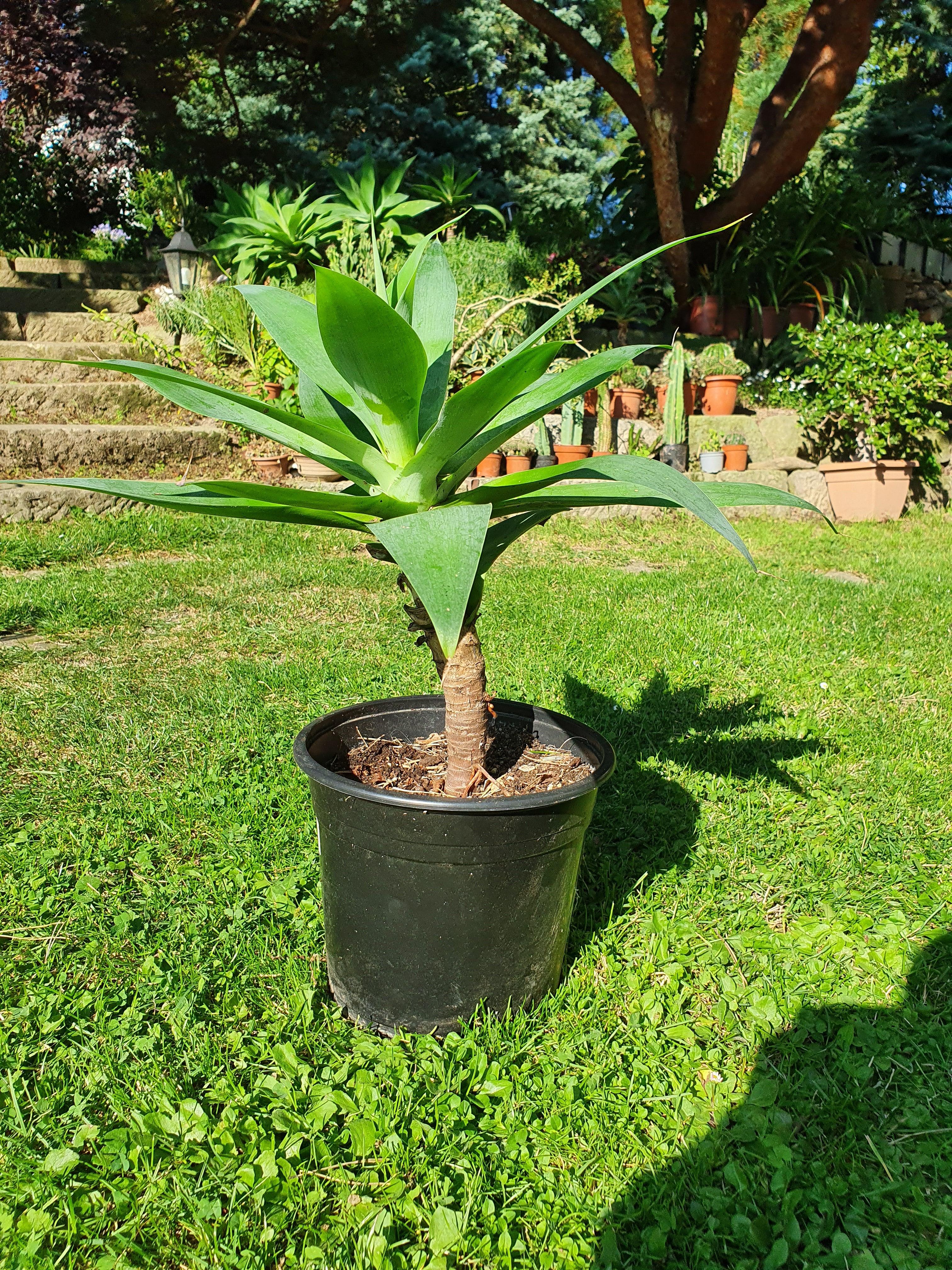 Agava attenuata - Drachenbaum Agave - Image