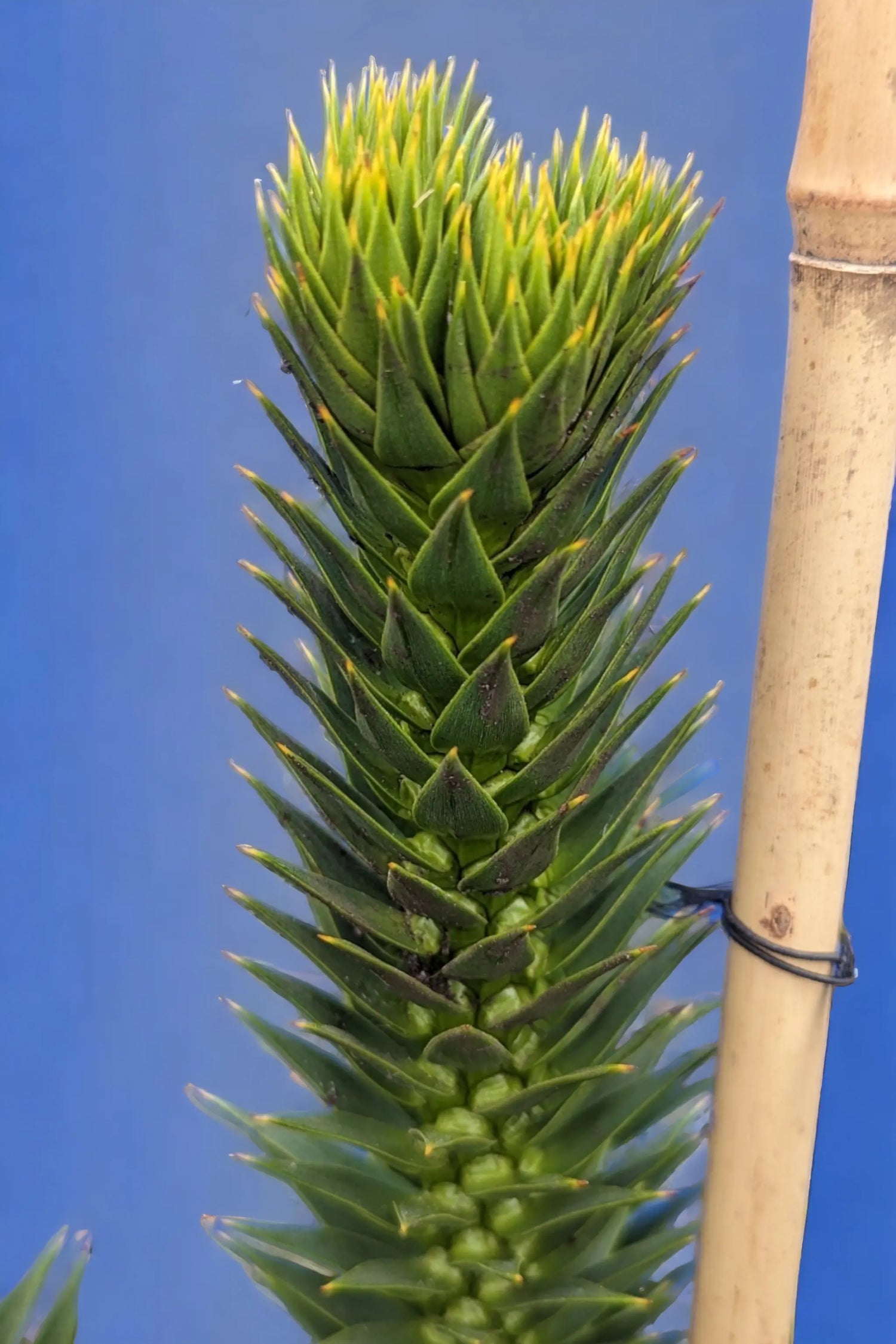 Araucaria araucana - Chilenische Araukarie - Image