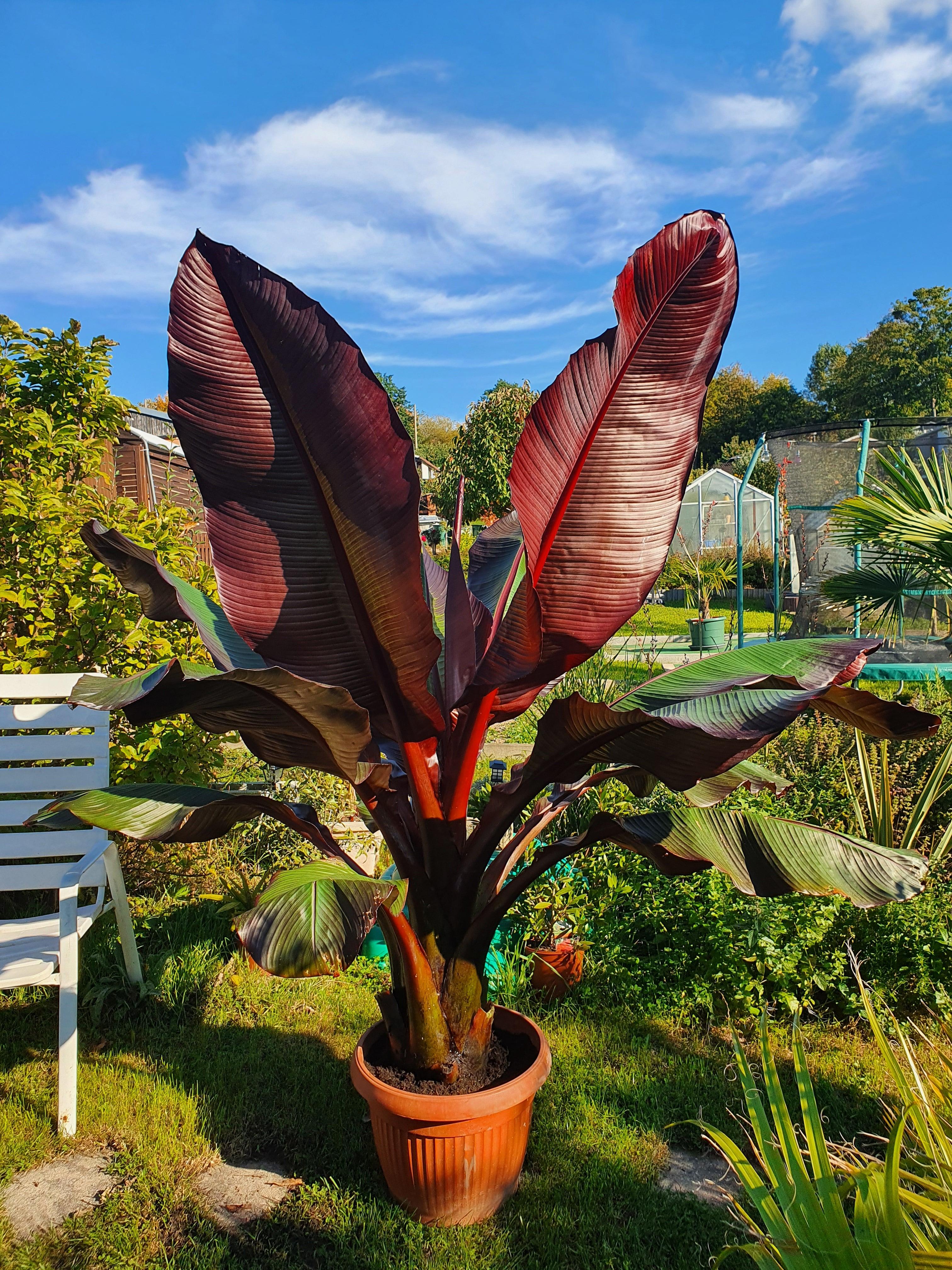 Ensete ventricosum Maurelii - Abyssian Banane - Image