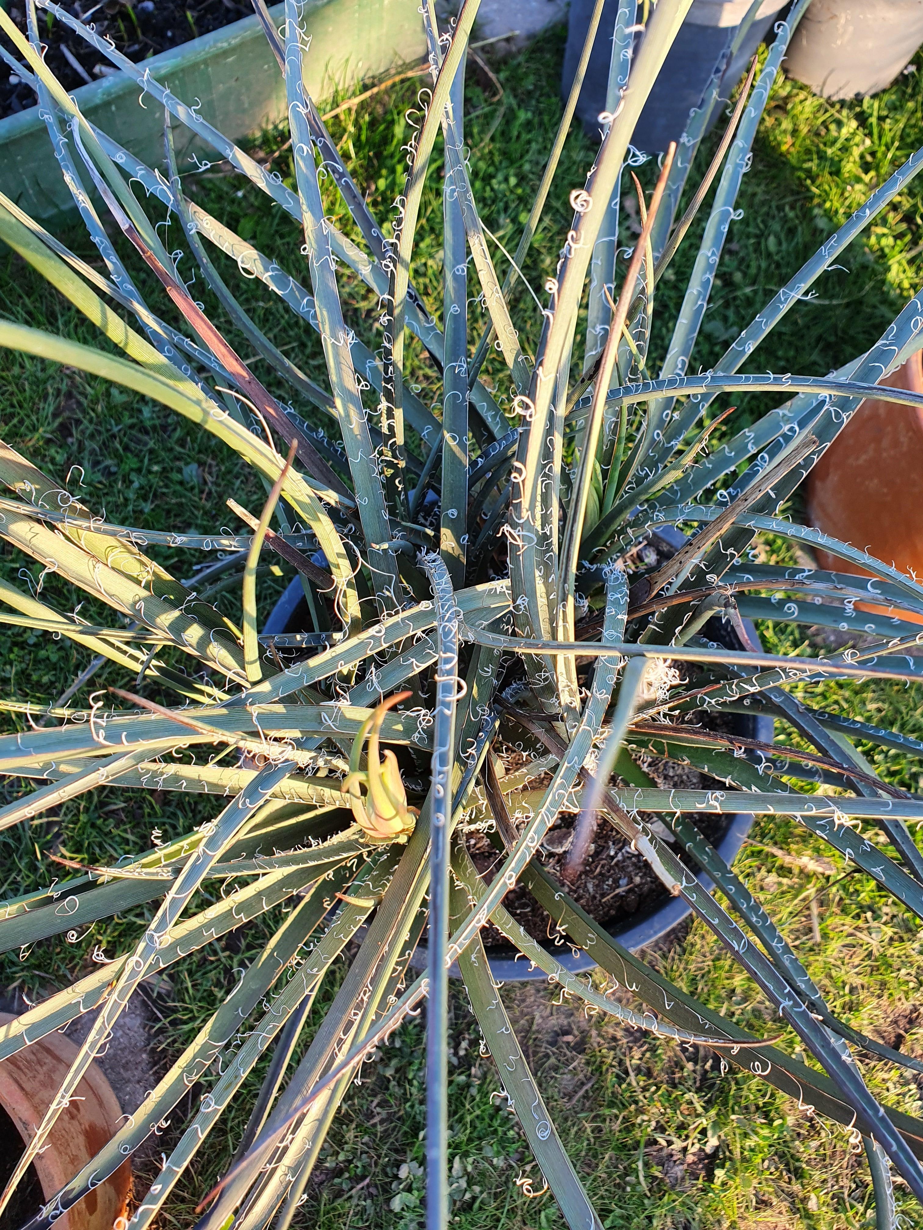 Hesperaloe parviflora - Stammlose Yucca - Image