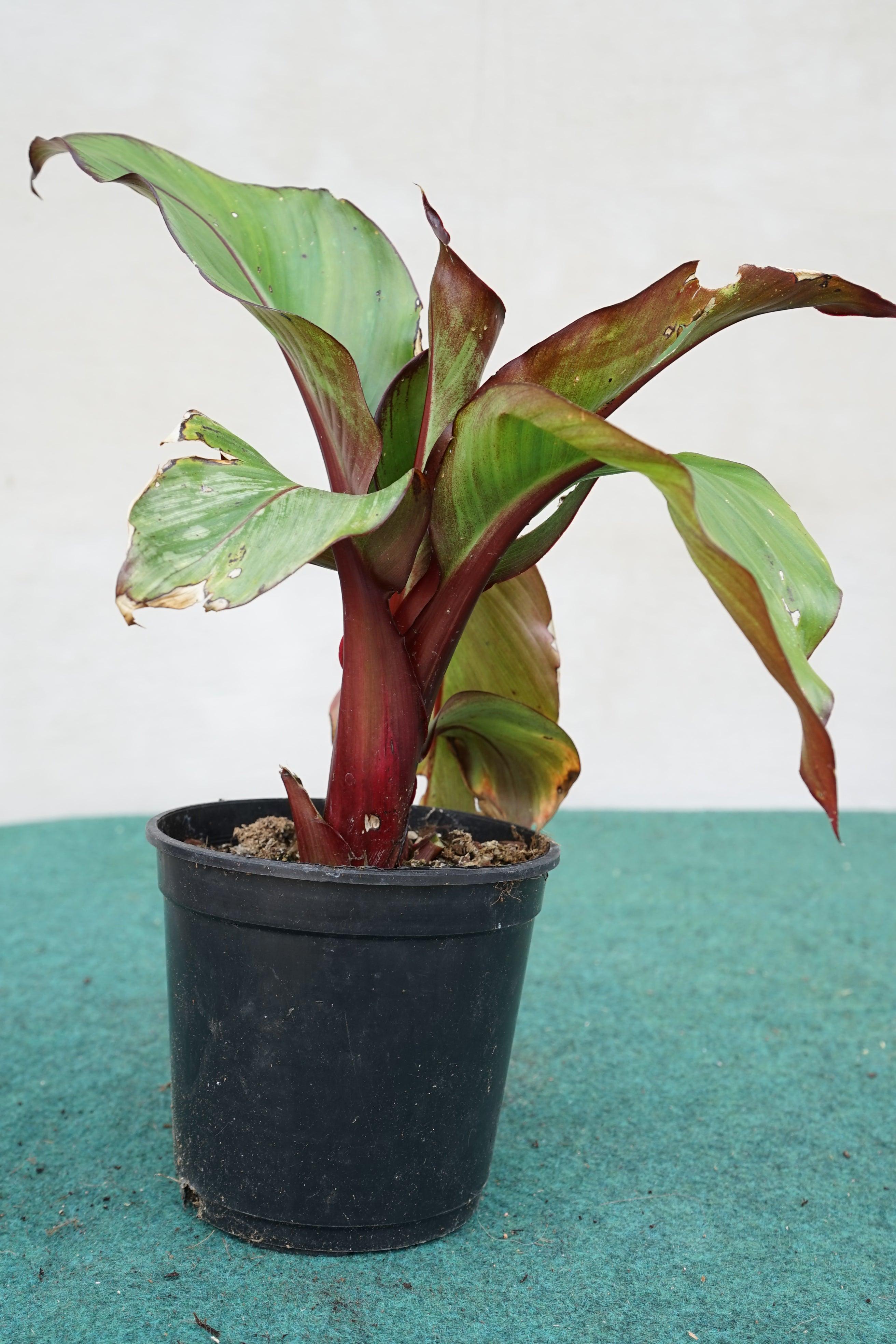 Ensete ventricosum Maurelii - Abyssian Banane - Image