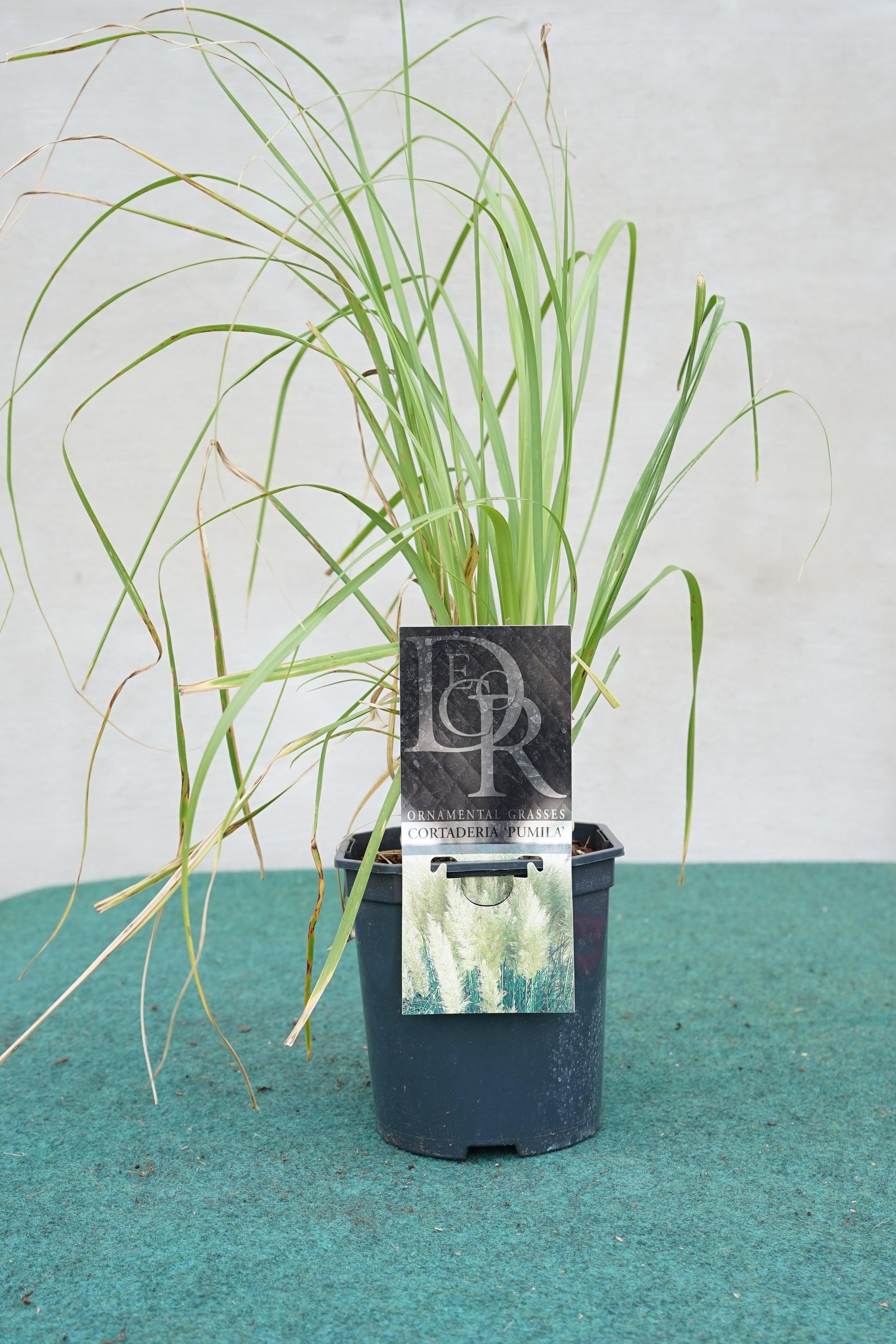 Cortaderia selloana - Pampasgras - Image