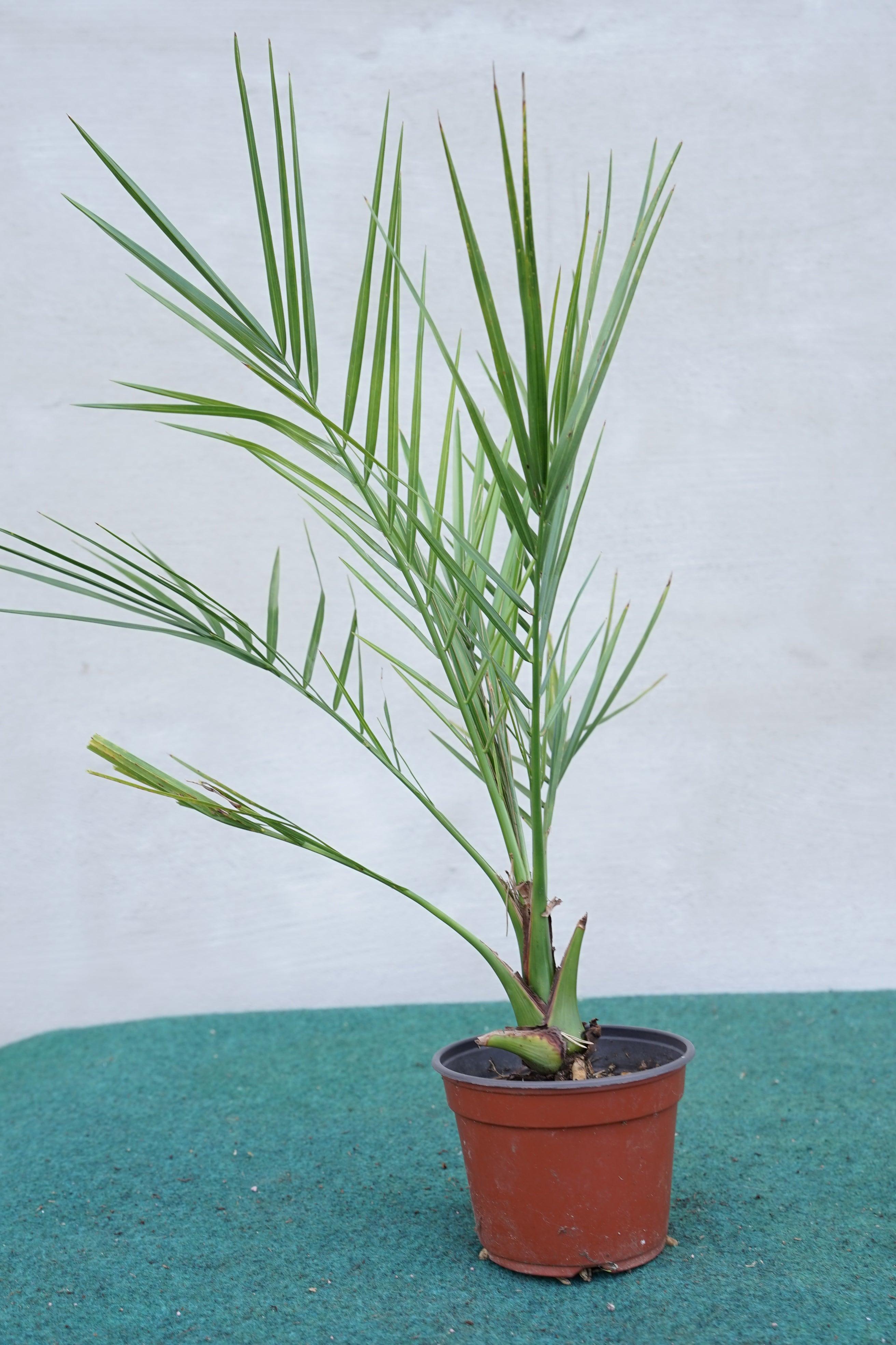 Phoenix canariensis - Kanarische Dattelpalme - Image