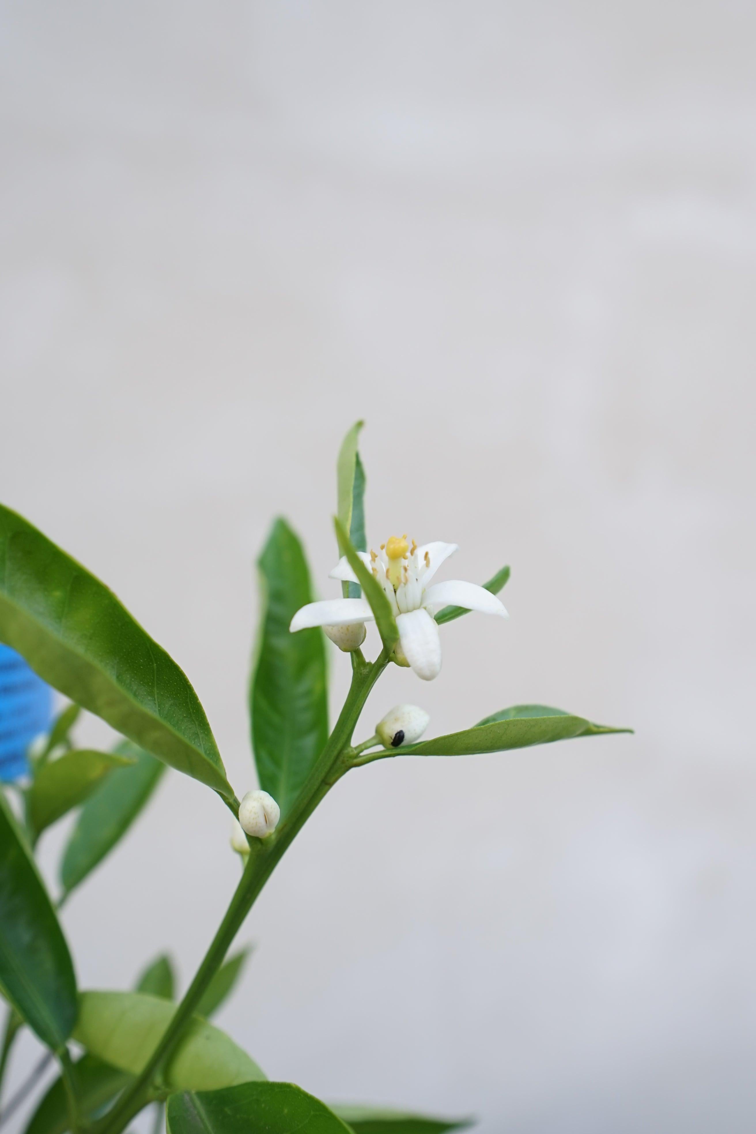 Citrus reticulata - Mandarine Mandarinenbaum - Image