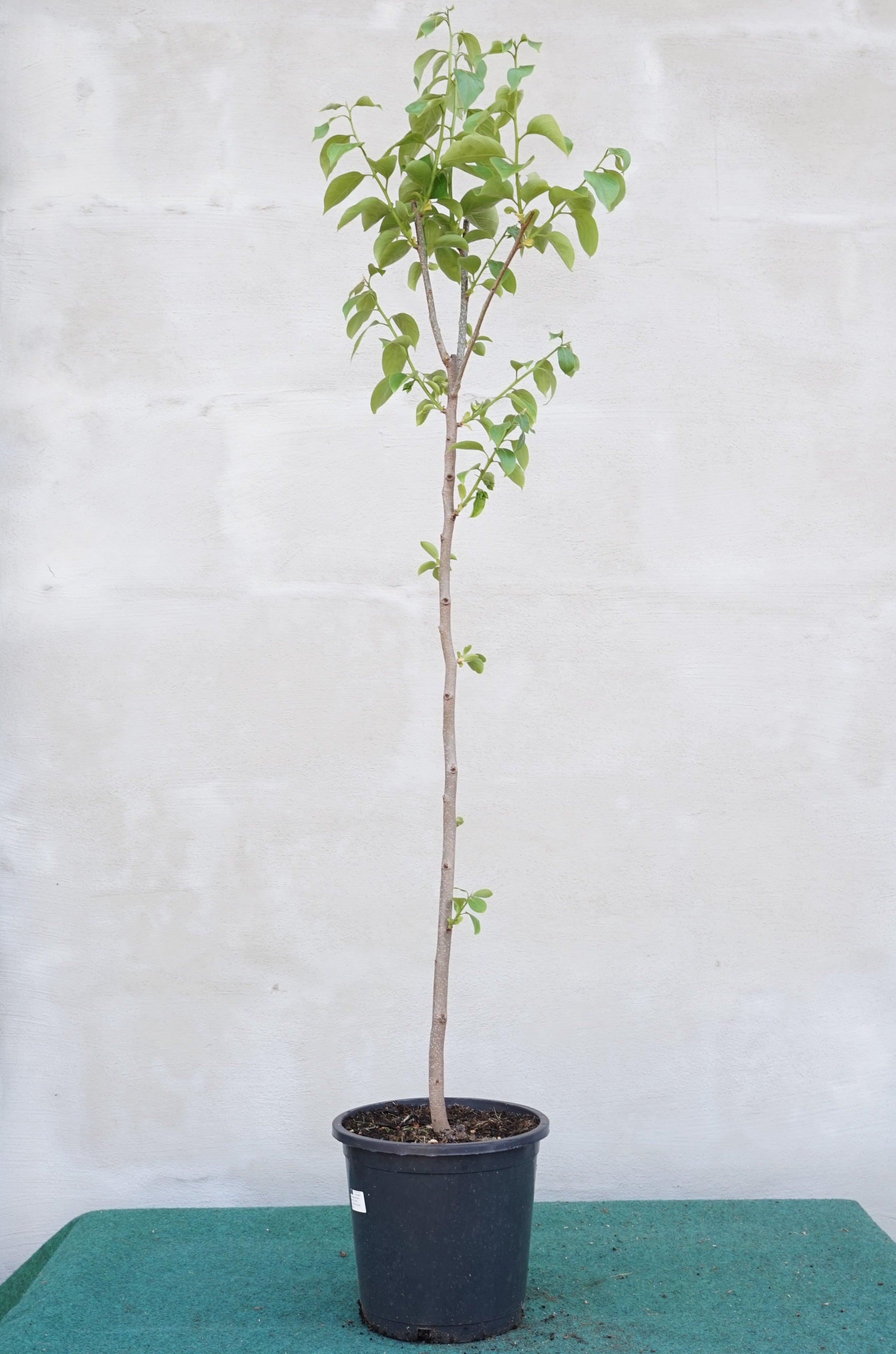 Diospyros Kaki - Kaki Kakibaum - Image